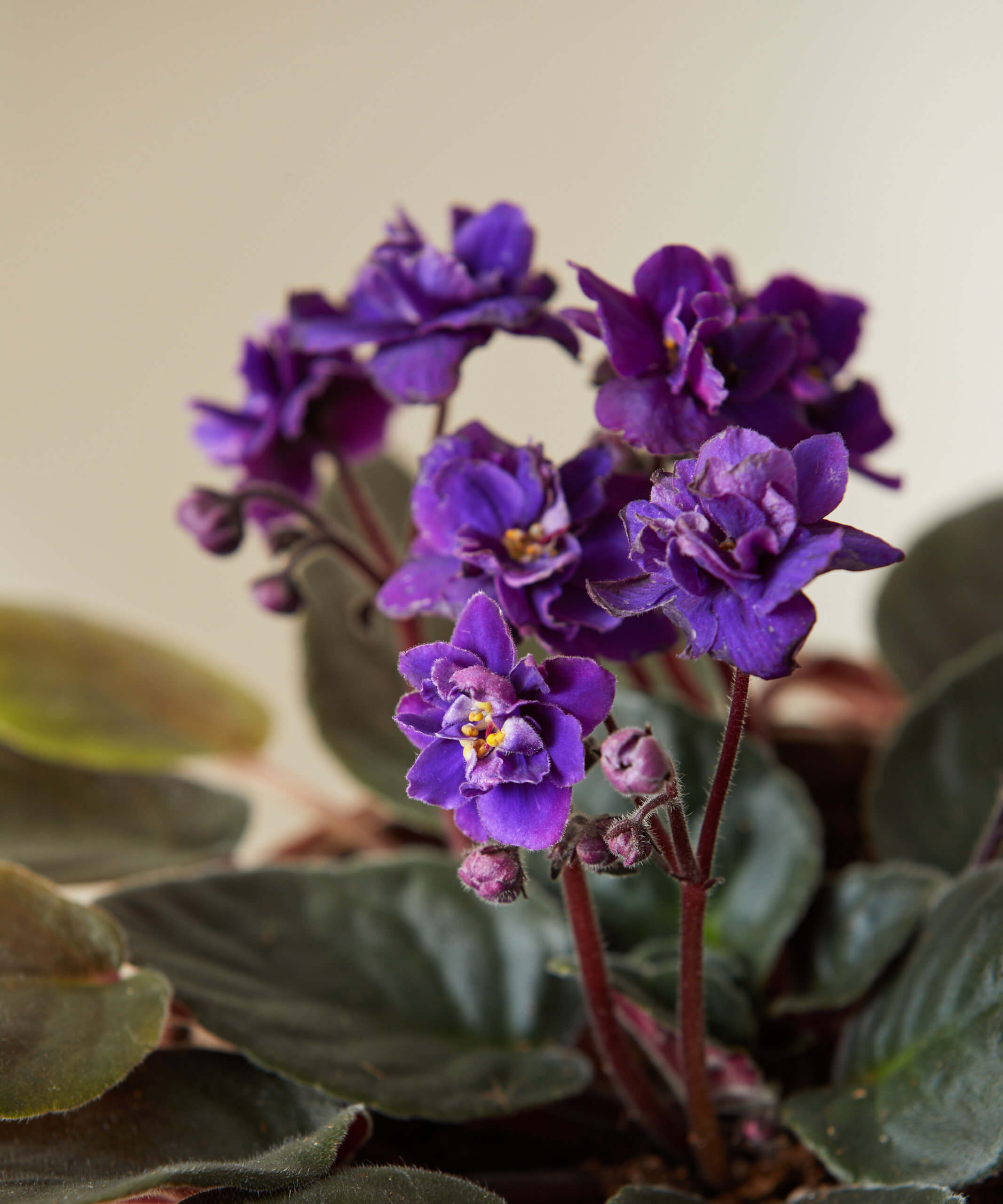 Purple African Violet