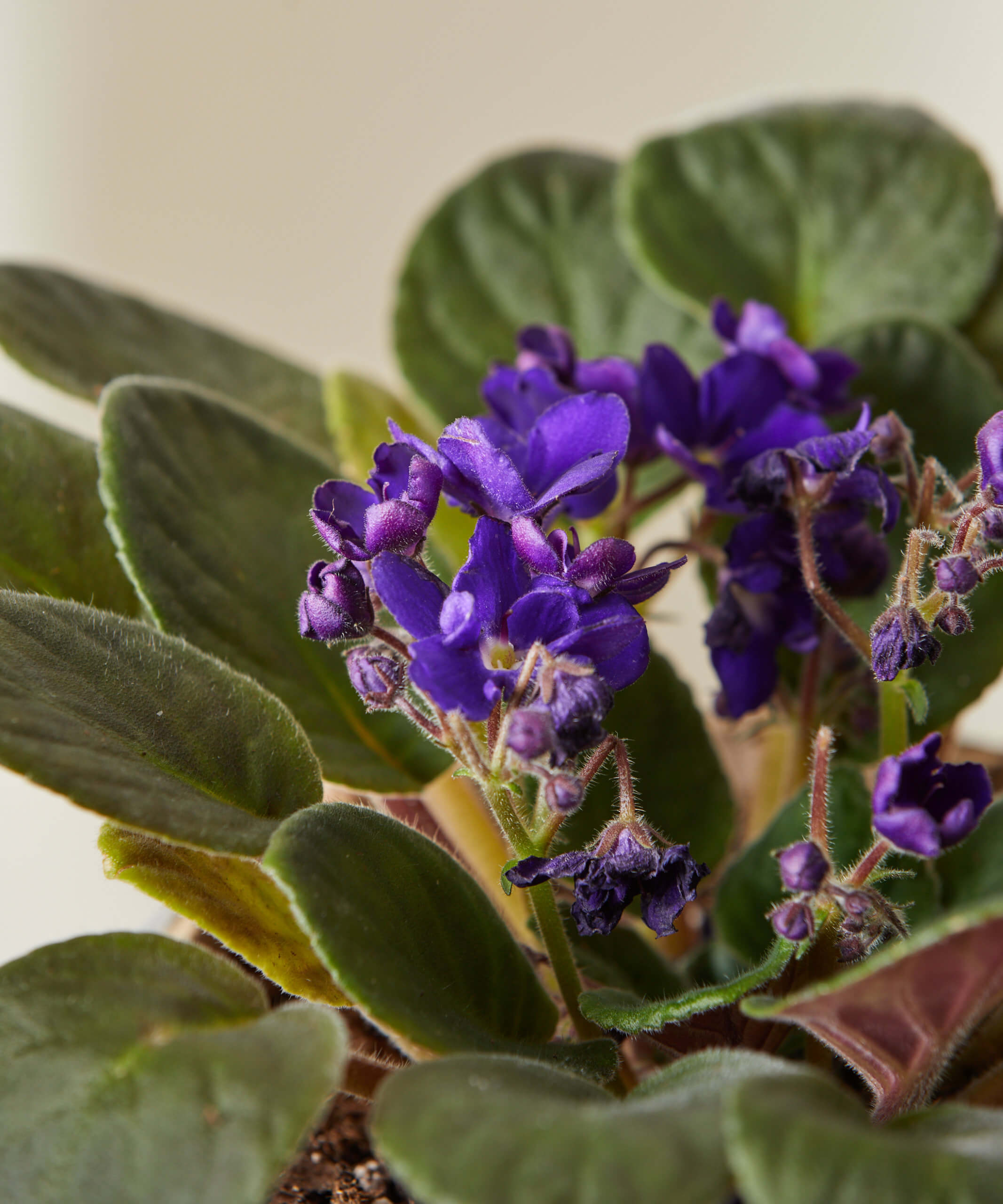 Purple African Violet