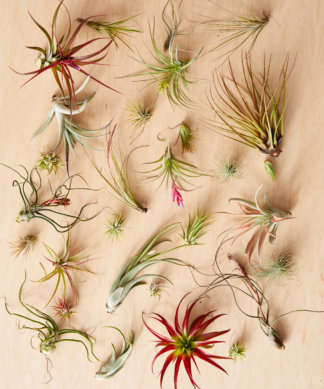 large variety of air plants