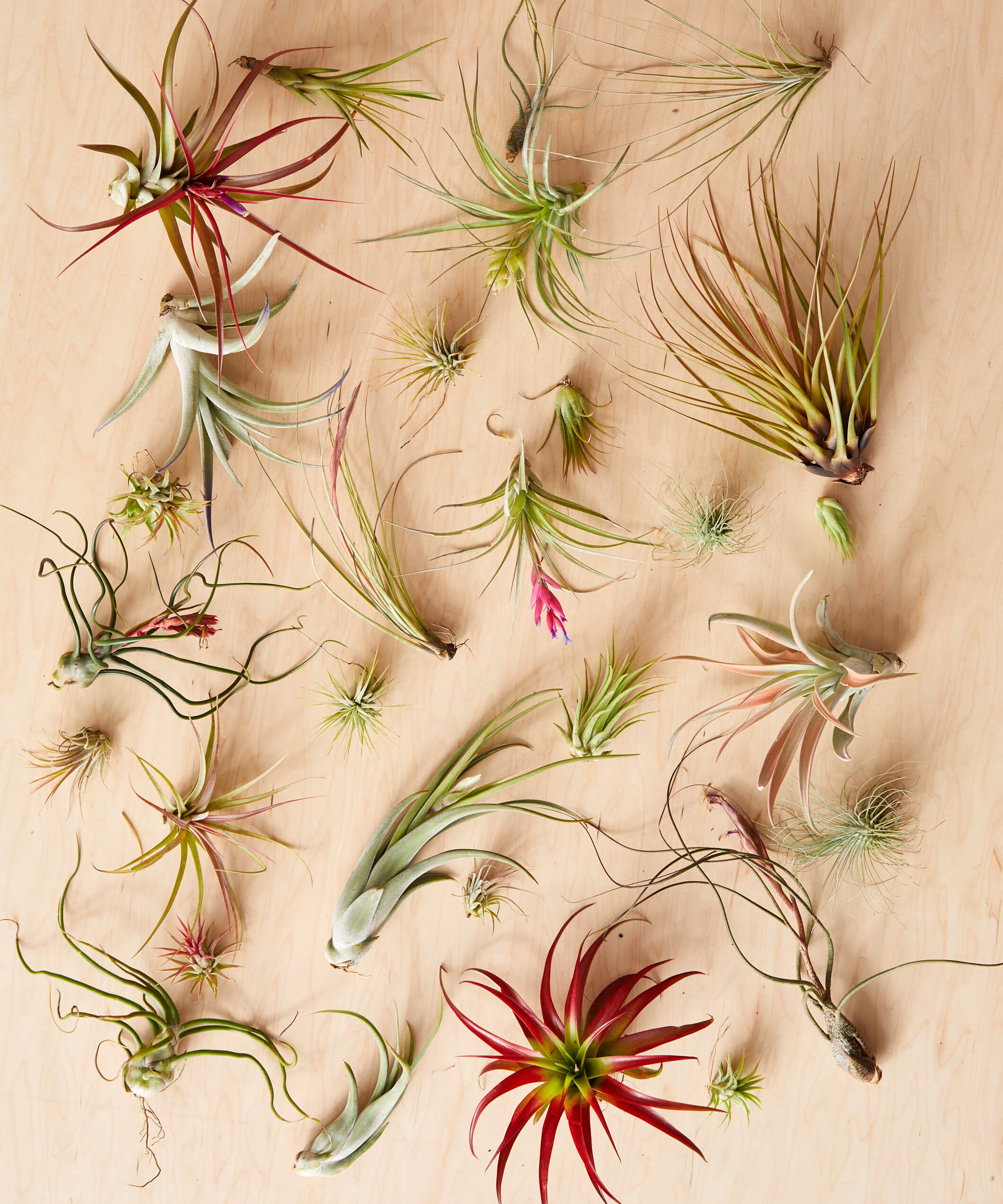 The Gardener’s Guide to Air Plant Growth and Care - Bloomscape