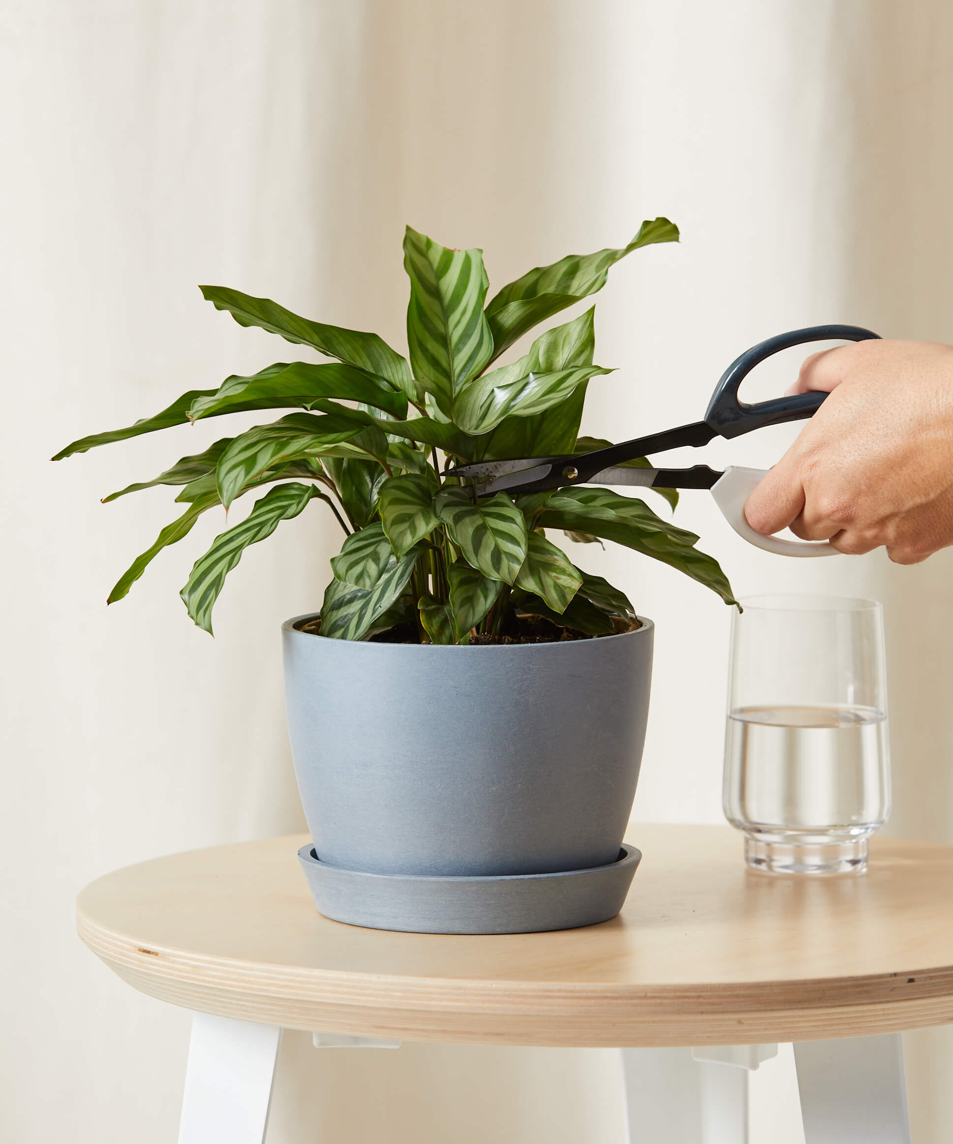 bloomscape_calathea-freddie_small_care-product