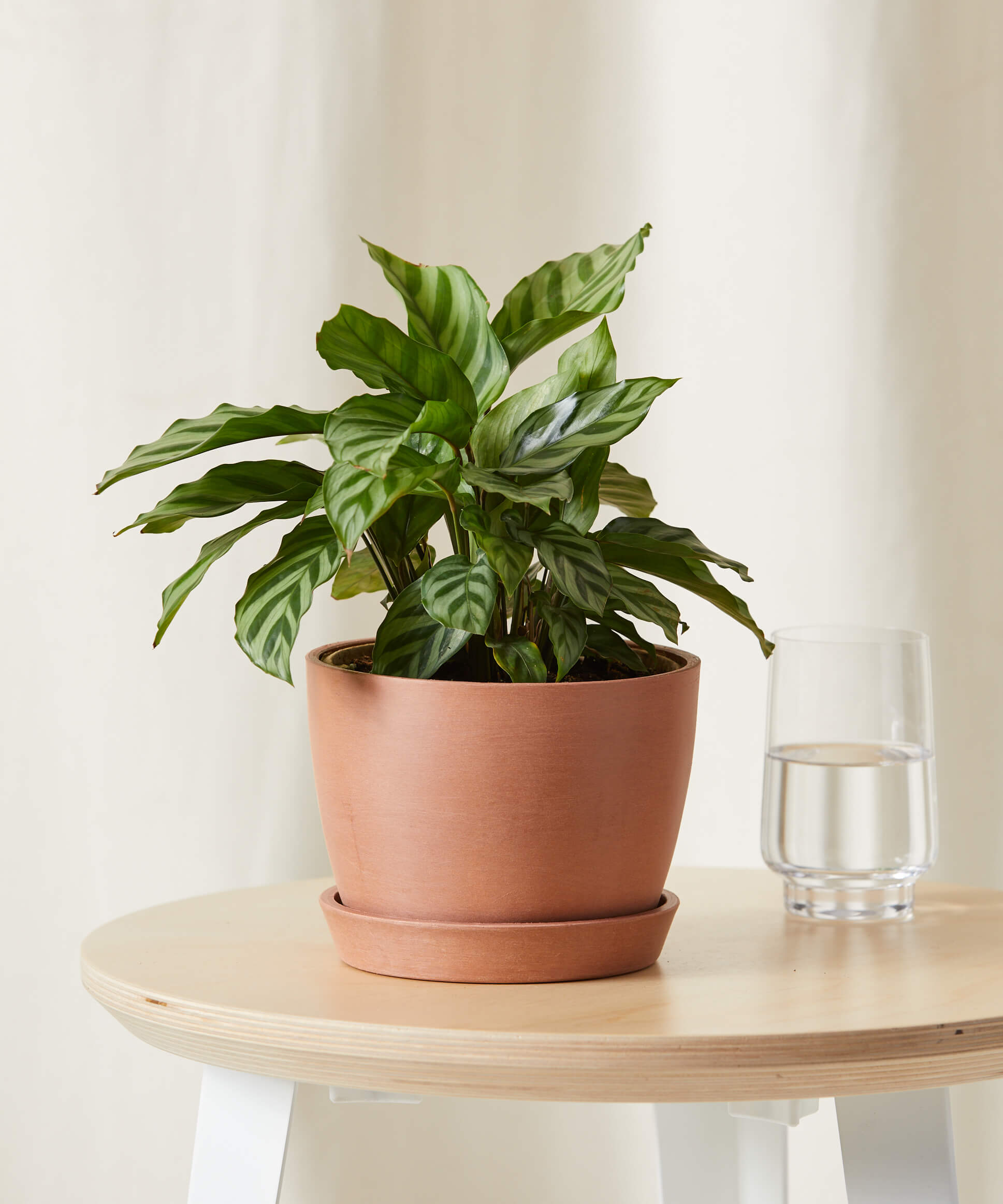 bloomscape_calathea-freddie_small_clay