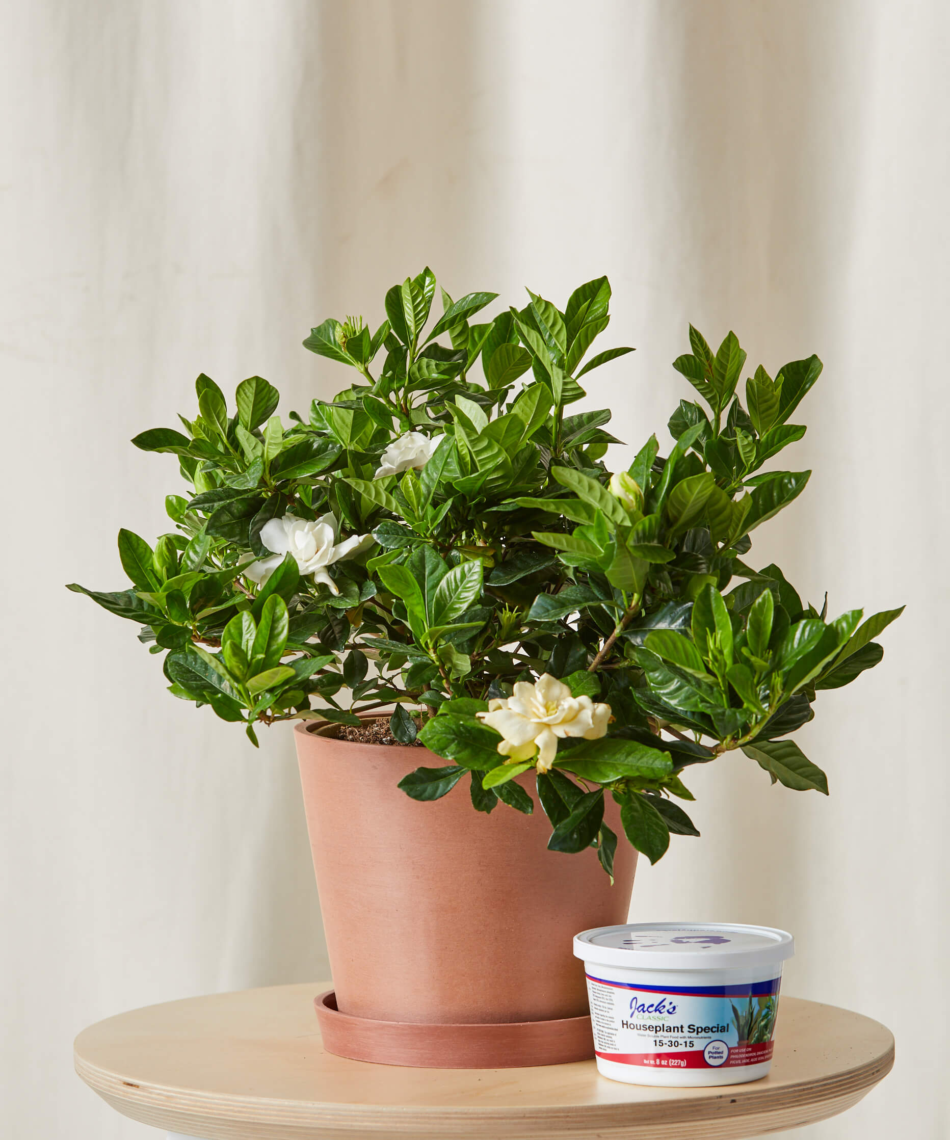 bloomscape_gardenia_medium_care-product