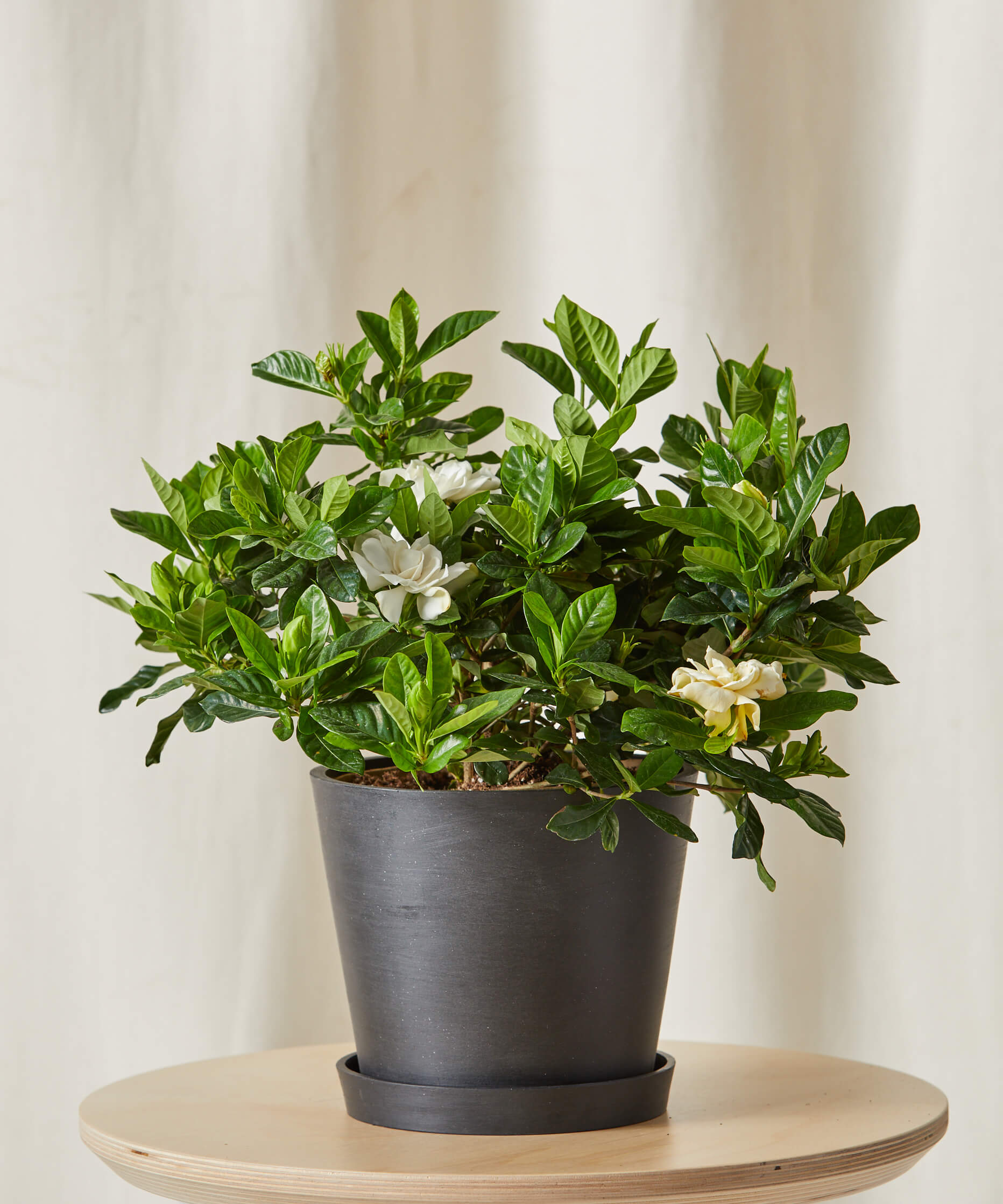 Gardenia Tabletop