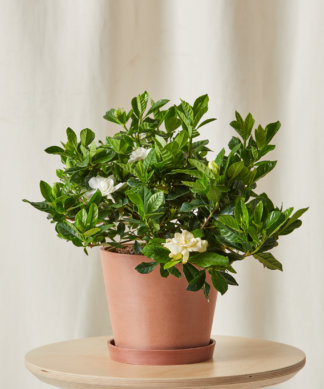 Buy Bloomscape Gardenia Indoor Plant