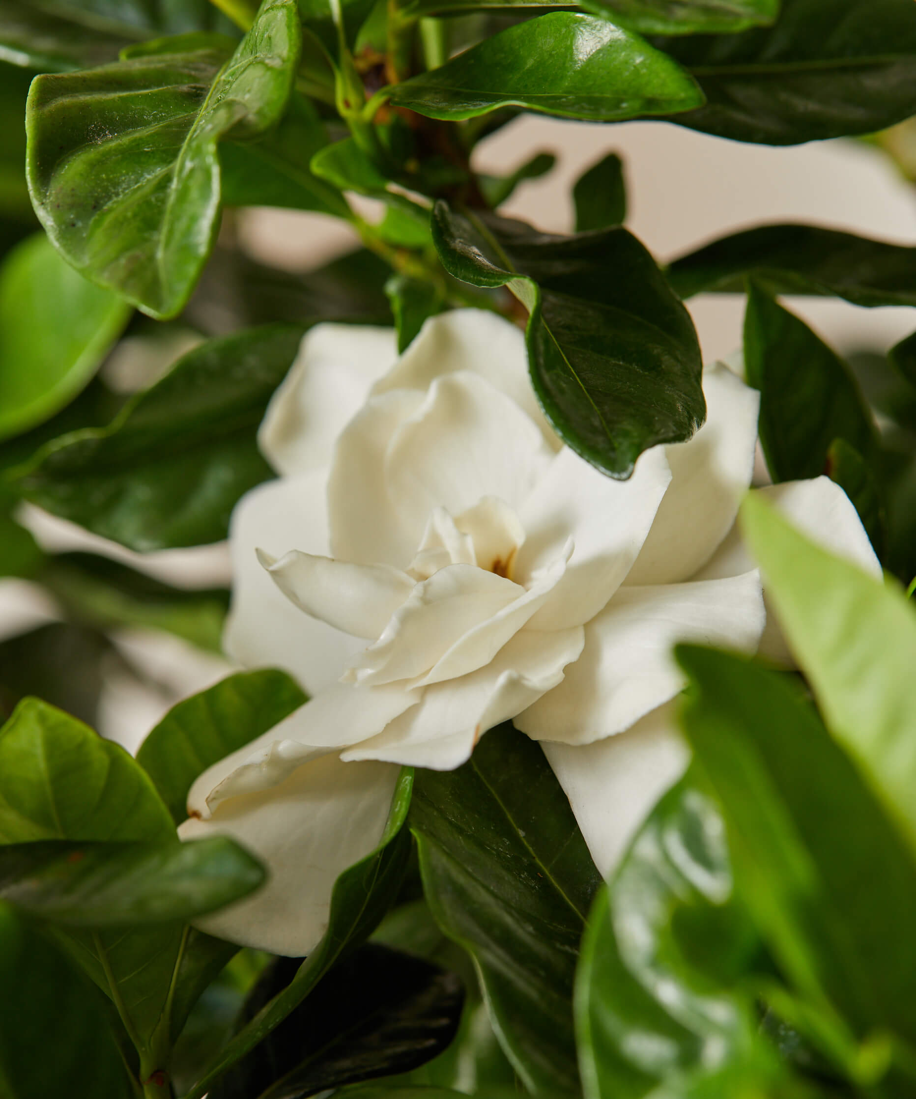 Buy Bloomscape Gardenia Indoor Plant
