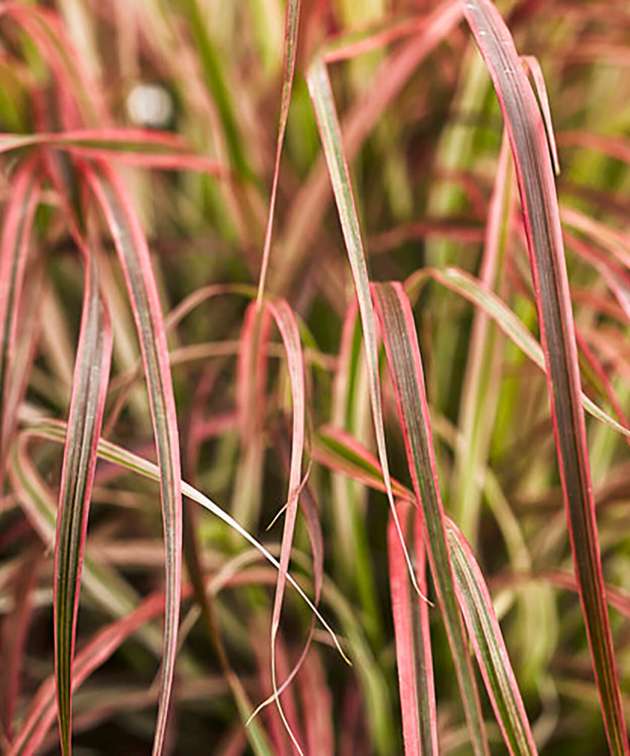 Image of Fountain Grass