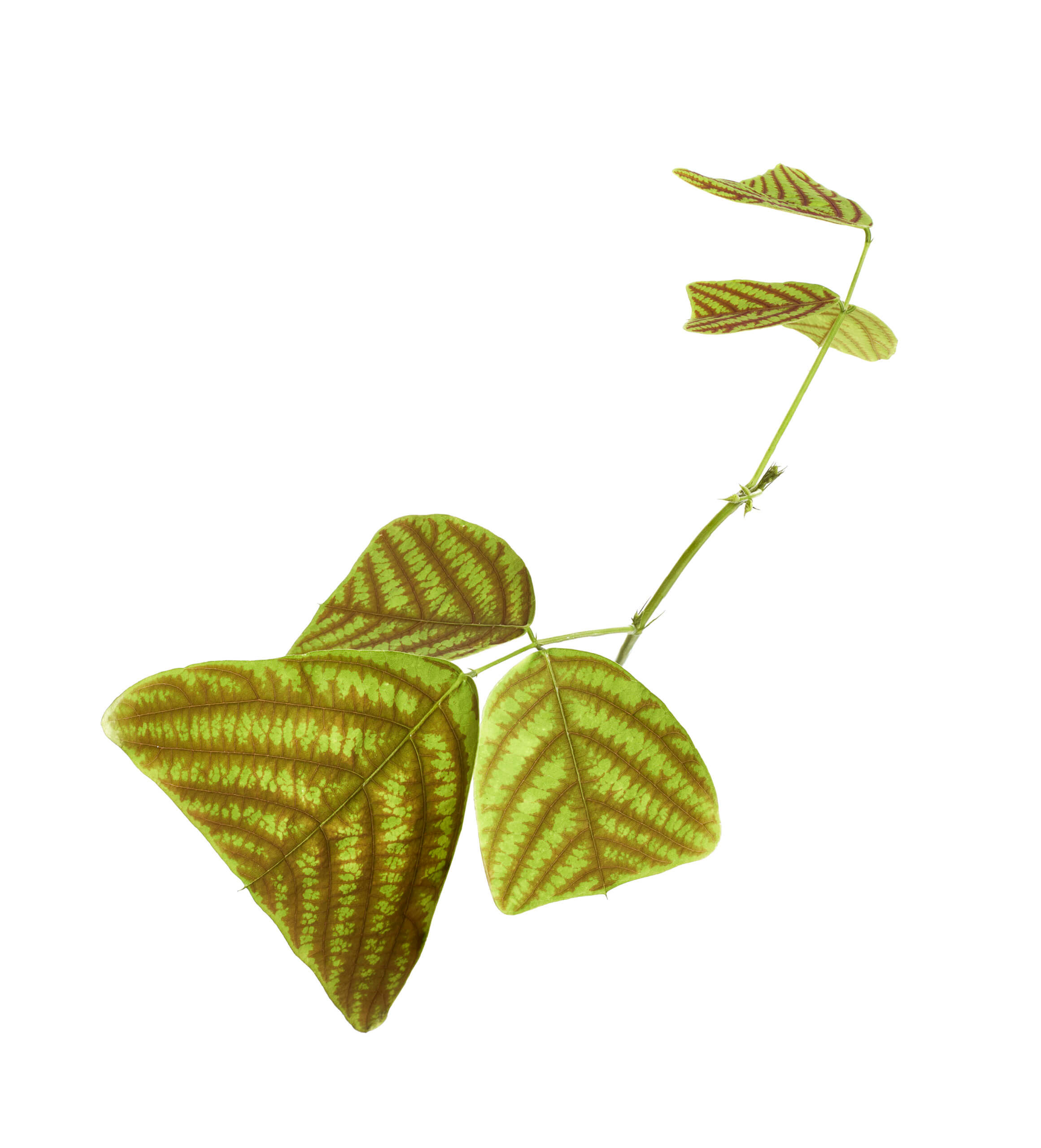 Buy Bloomscape Butterfly Indoor Plant