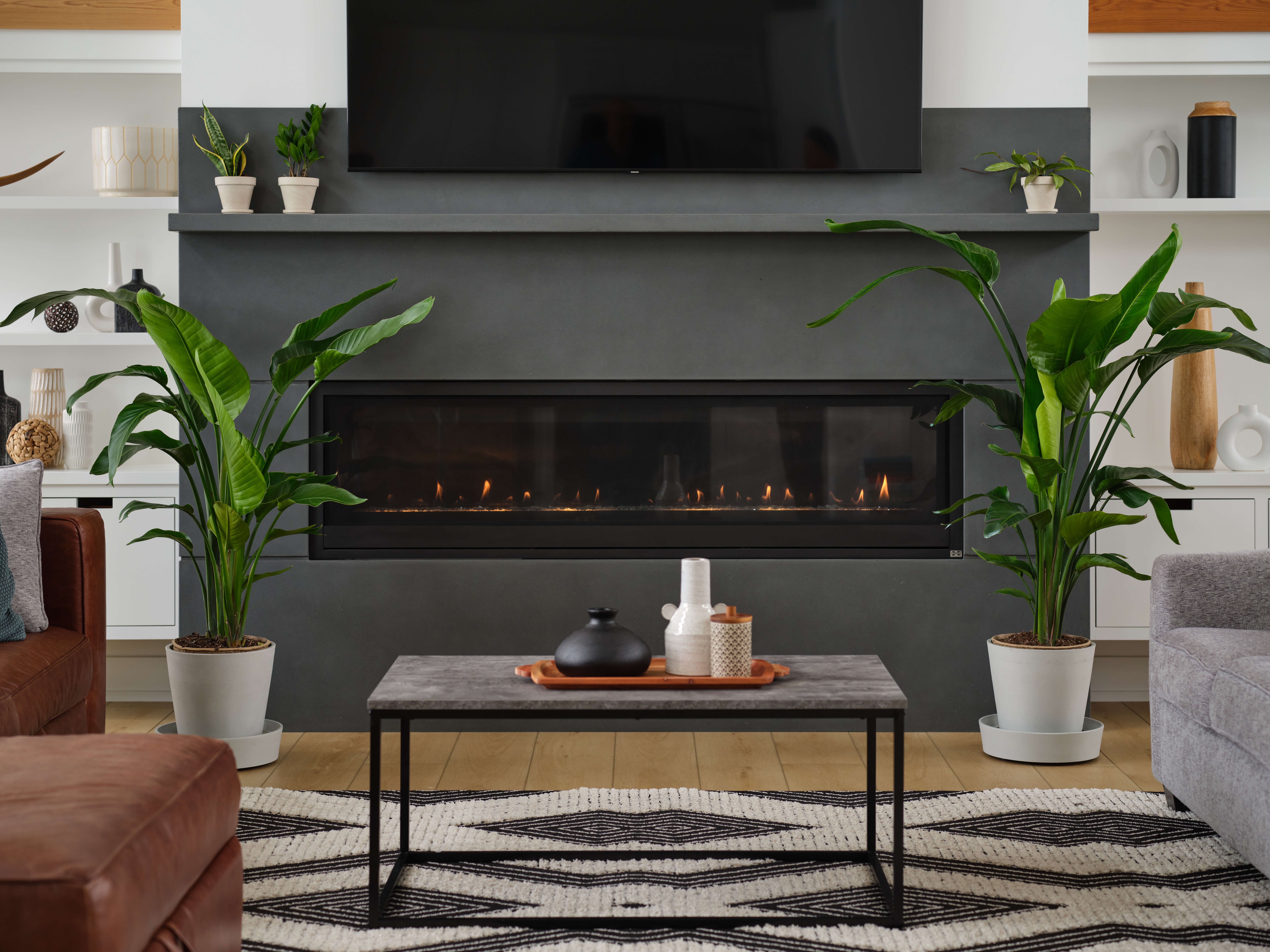 Bird of Paradise with fan-like tropical leaves in mid-century modern home