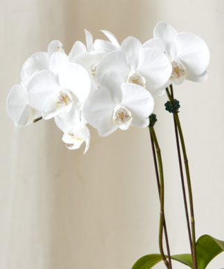 orchid-tabletop-white detail
