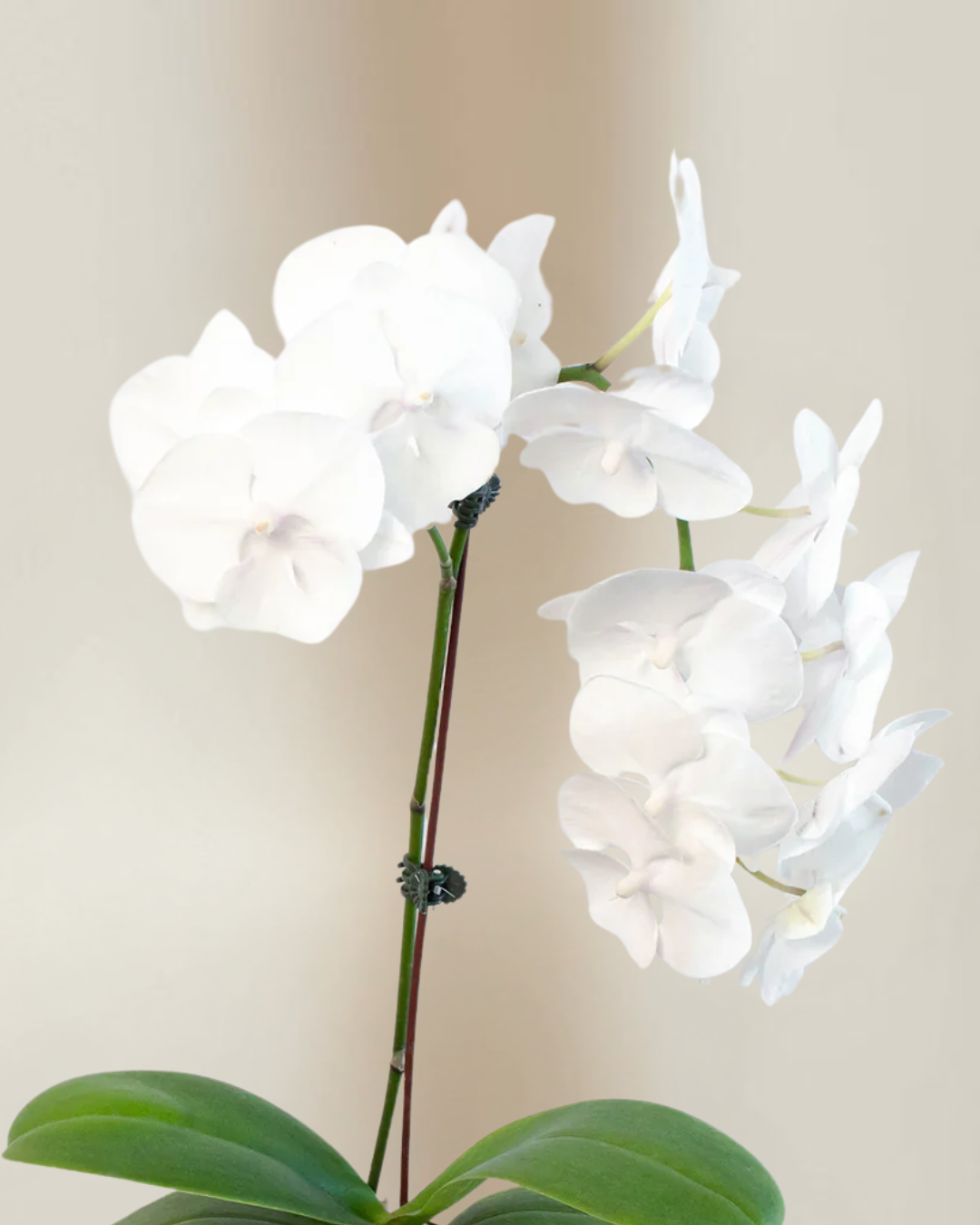 white orchid detail