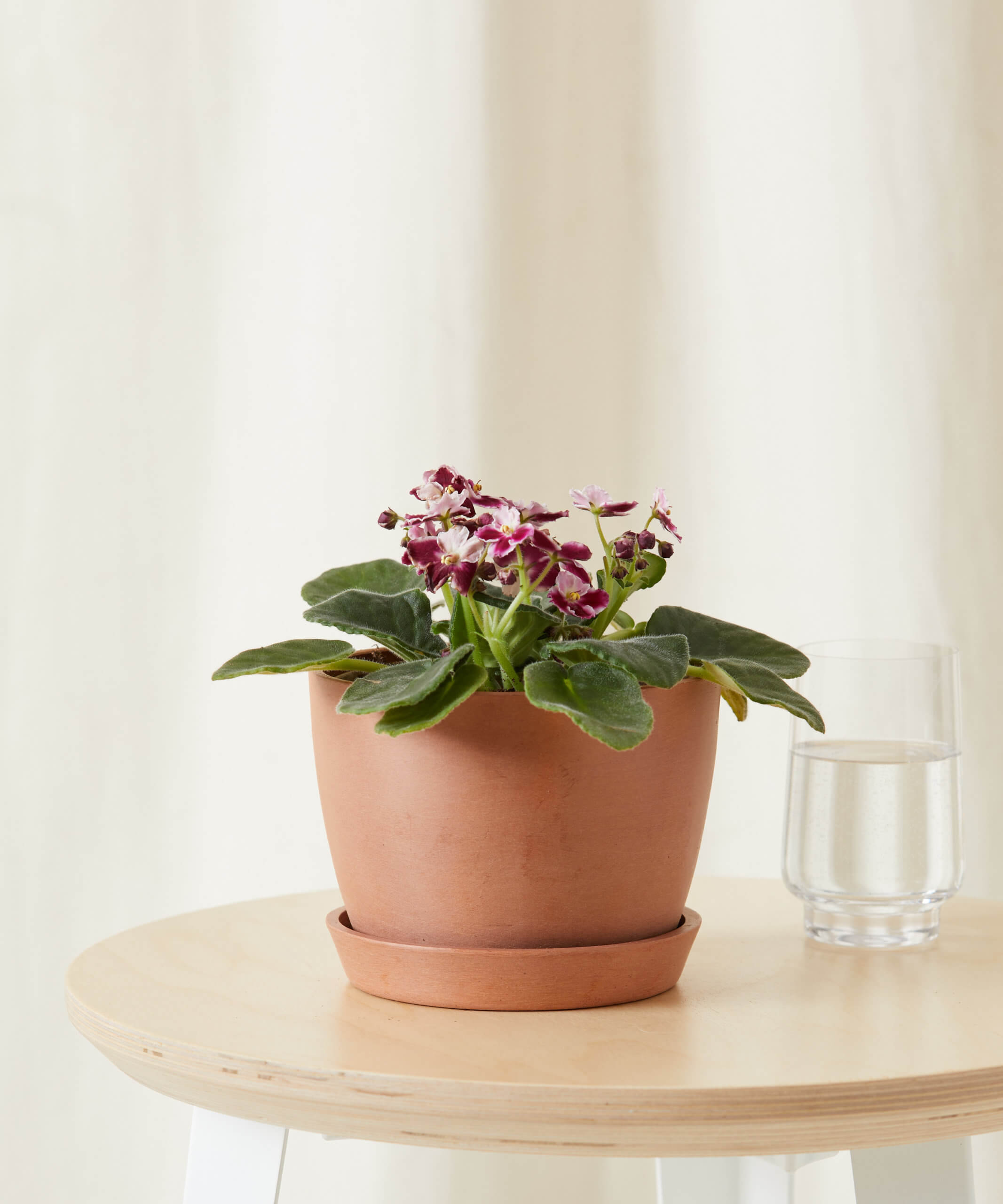 bloomscape_african-violet-bicolor_sm_clay