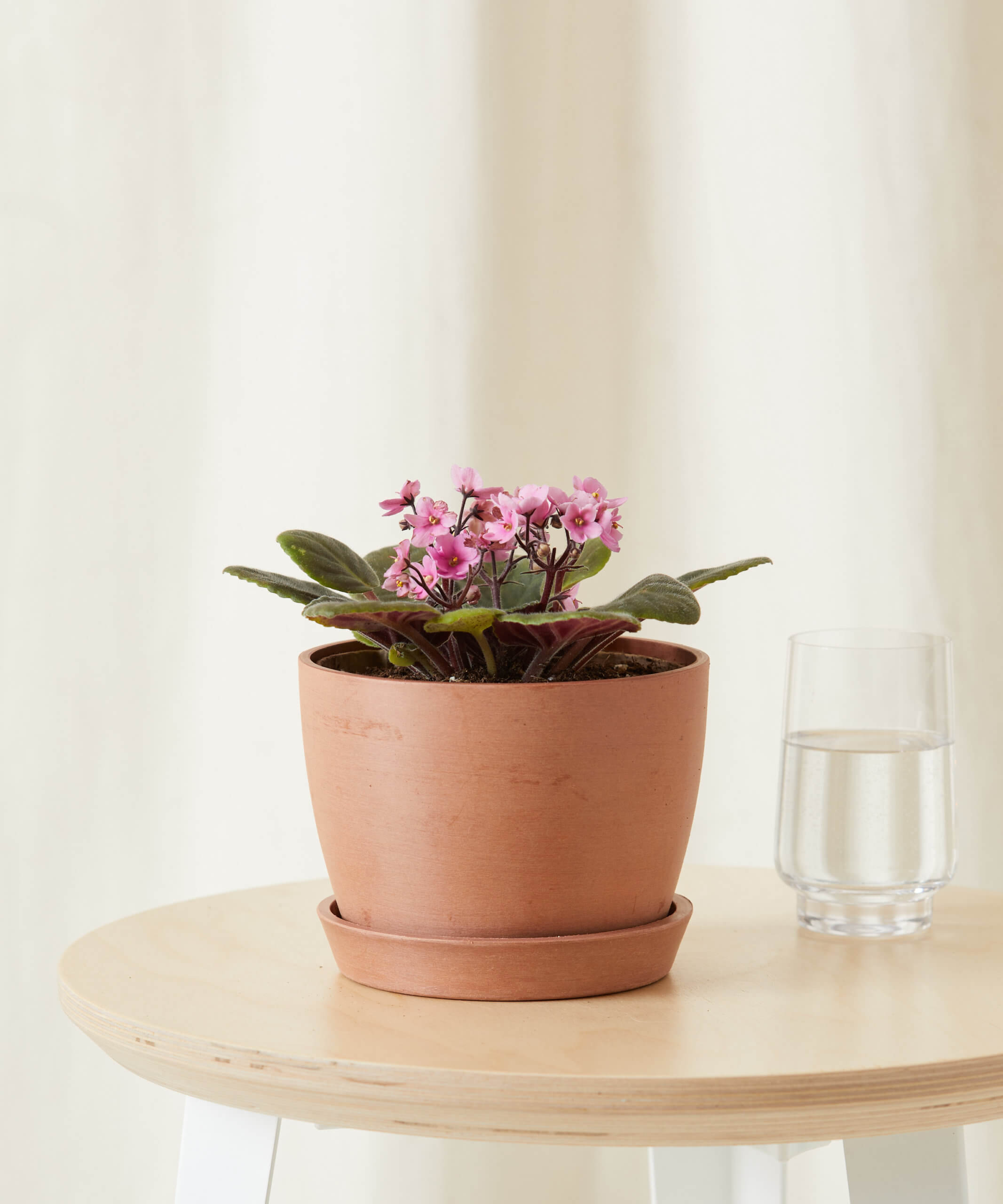 bloomscape_african-violet-pink_sm_clay