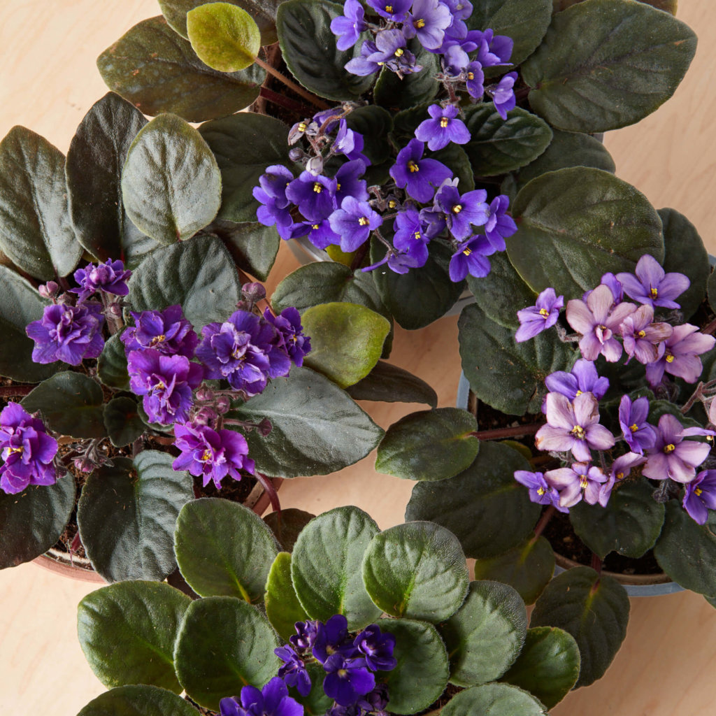 Buy Bloomscape Potted African Violet