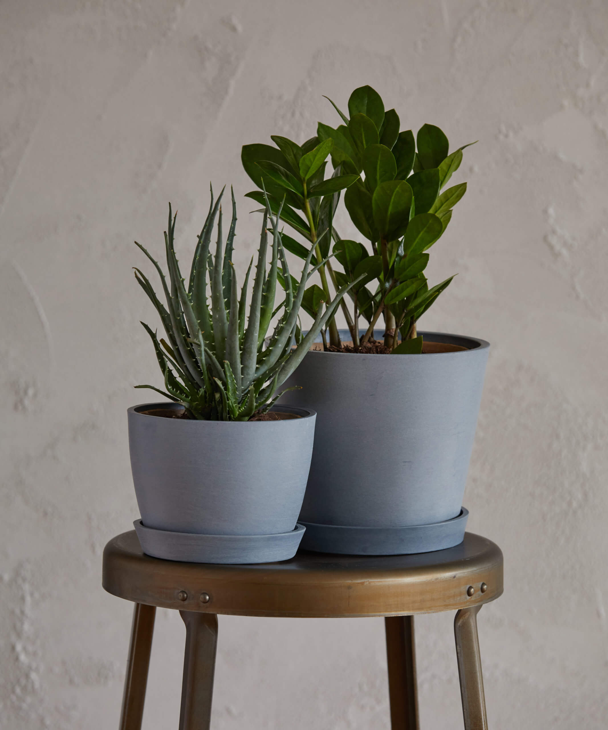 bloomscape_beginner-bundle_vertical