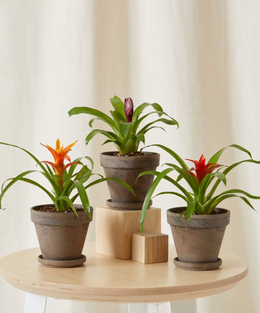 Buy Bloomscape Kid Safe Potted Bromeliad Collection
