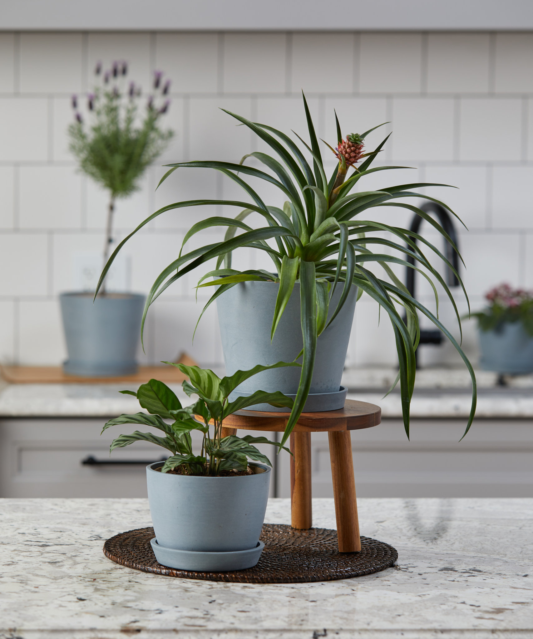 Moving Your Indoor Plants Outside for Summer Bloomscape