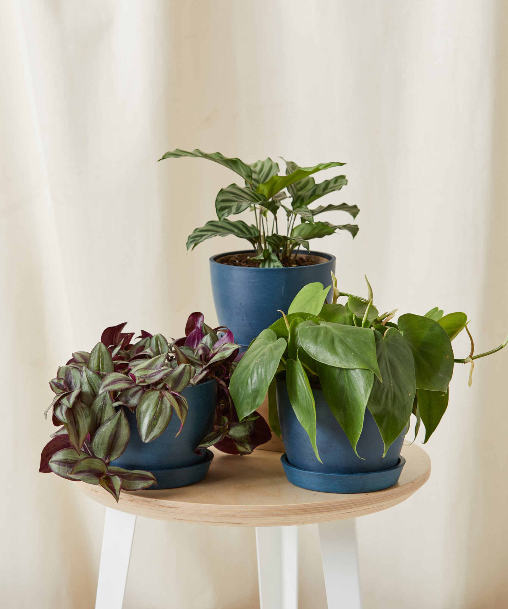 Best Indoor Plants for Dorm - Bloomscape
