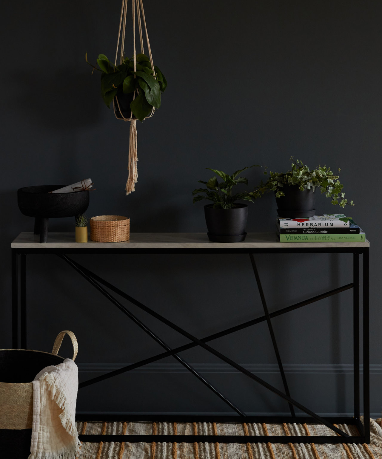 Alocasia 101: How to Care for Alocasias | Bloomscape