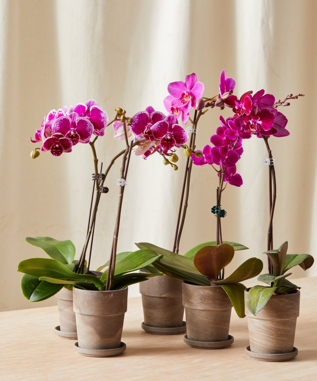 The Indoor Gardener's Guide To Orchid Types And Care Bloomscape