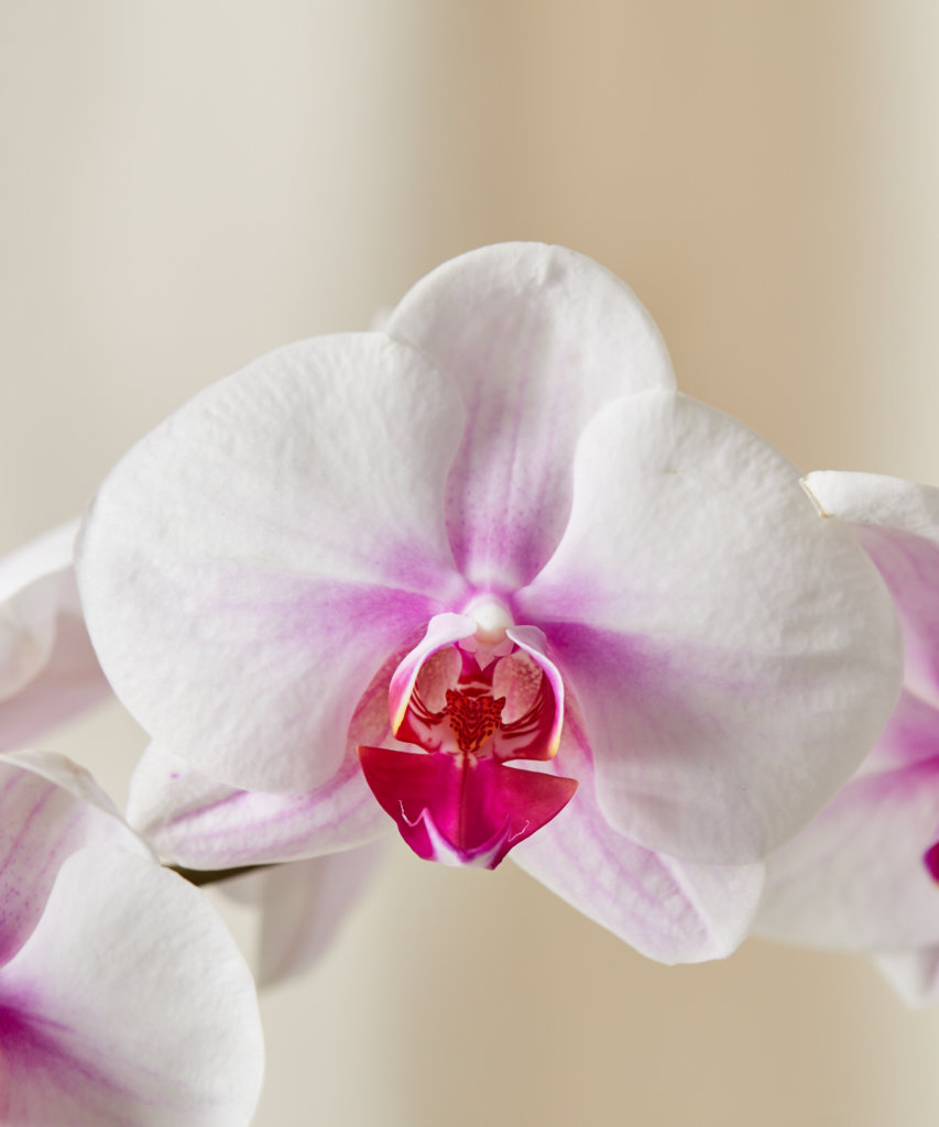 The Indoor Gardener's Guide To Orchid Types And Care - Bloomscape