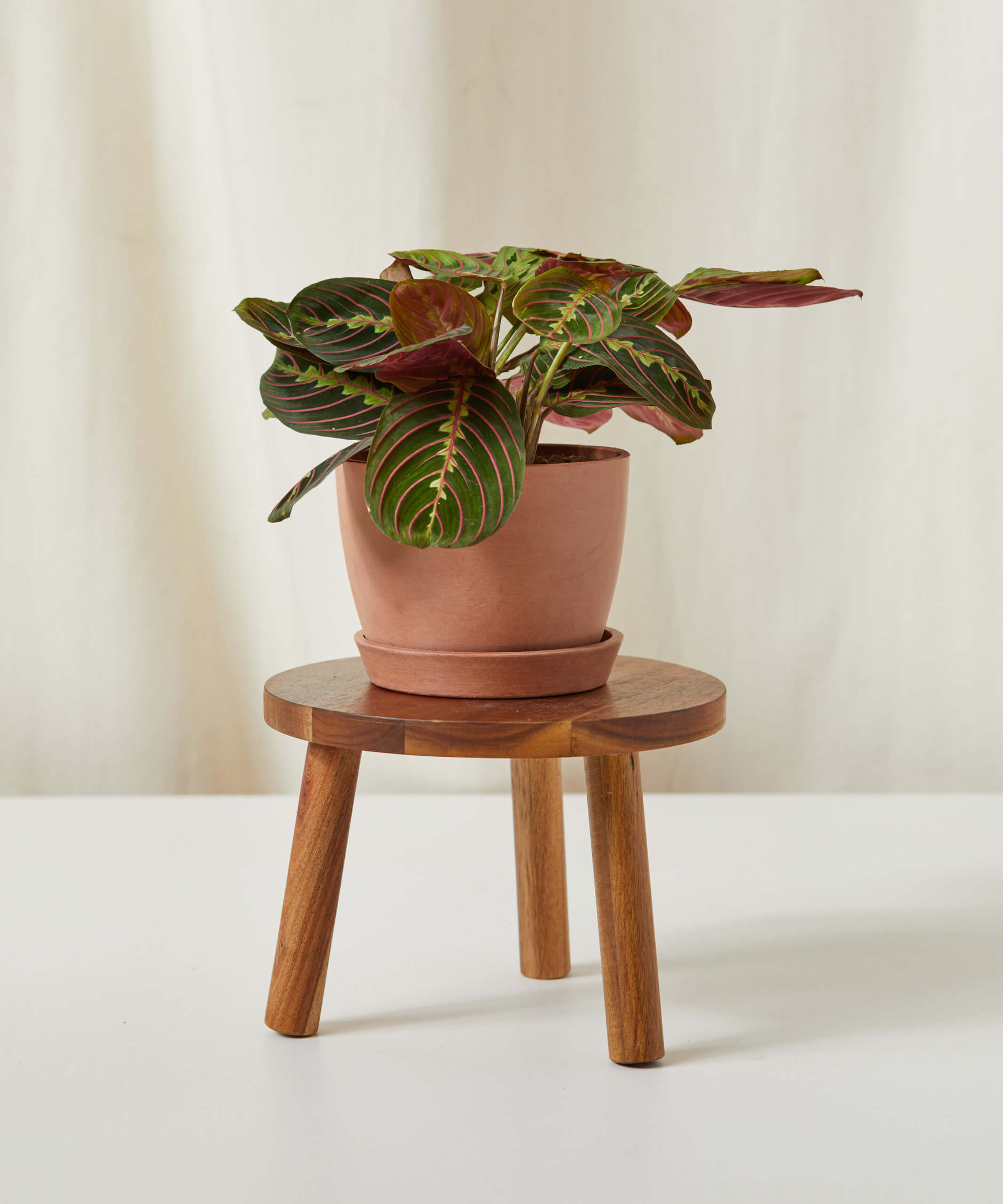 bloomscape_stool-sm_clay