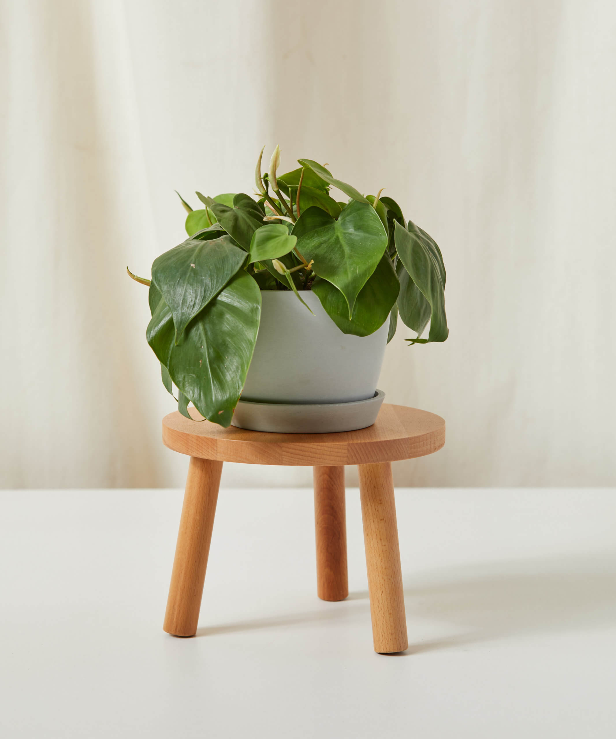 bloomscape_stool-sm_stone
