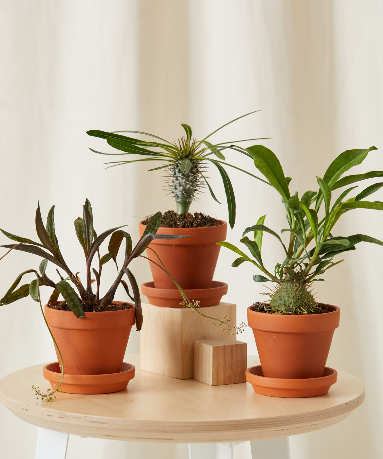 Shop Low-Maintenance Indoor Plants | Bloomscape