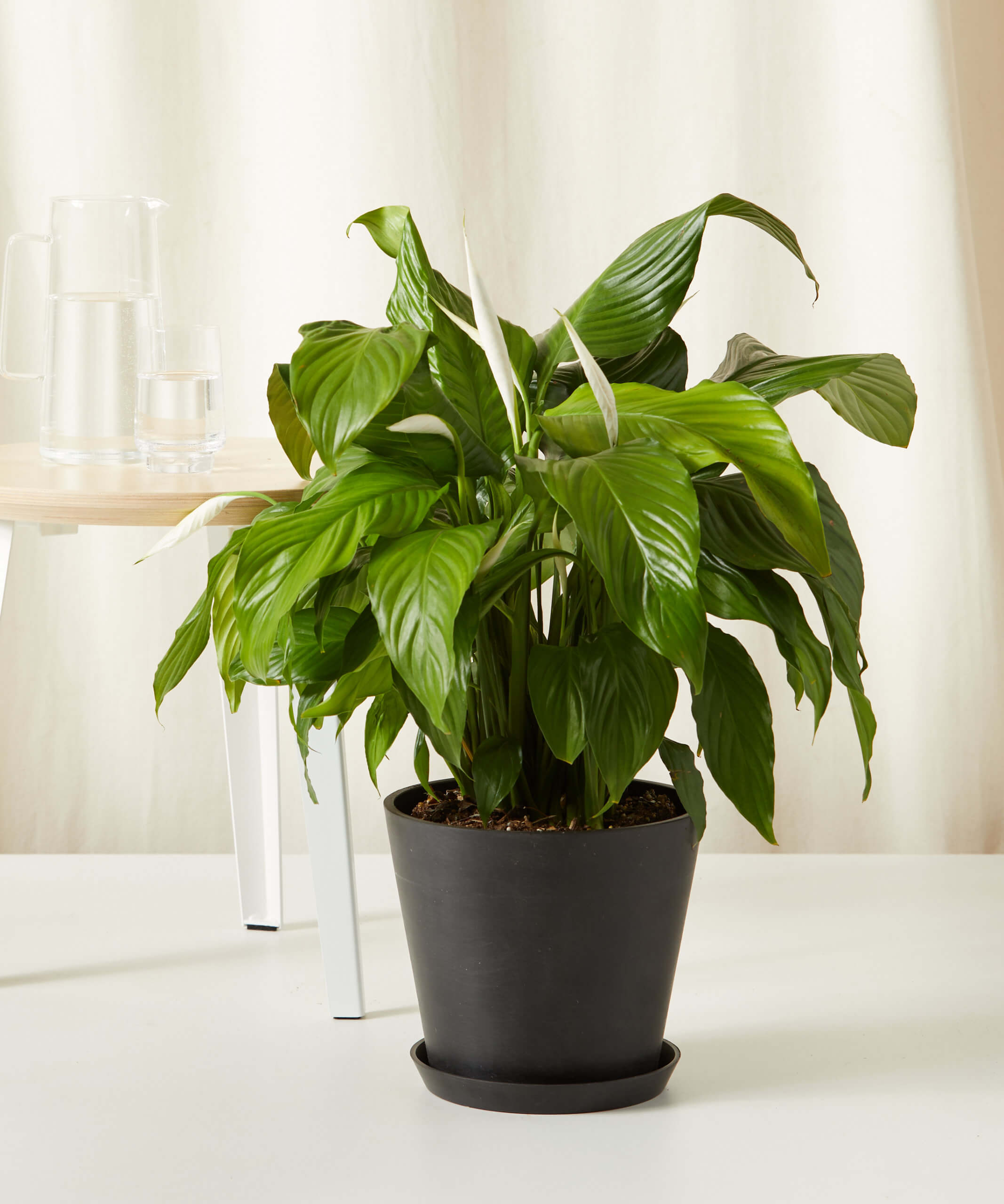 bloomscape-peace-lily_large_charcoal