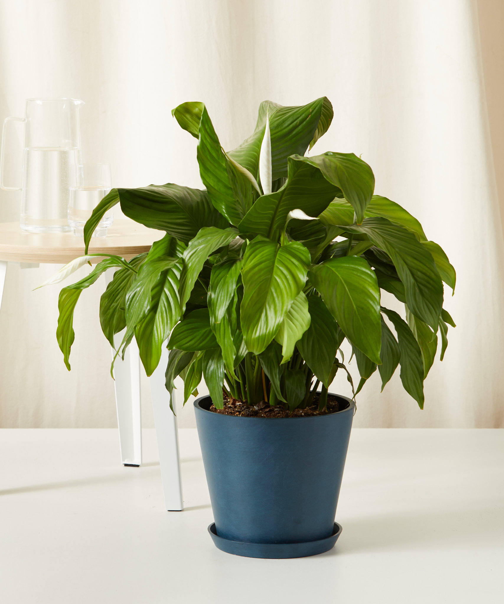 Top 5 Air-Purifying Plants for a Healthier Home - Bloomscape