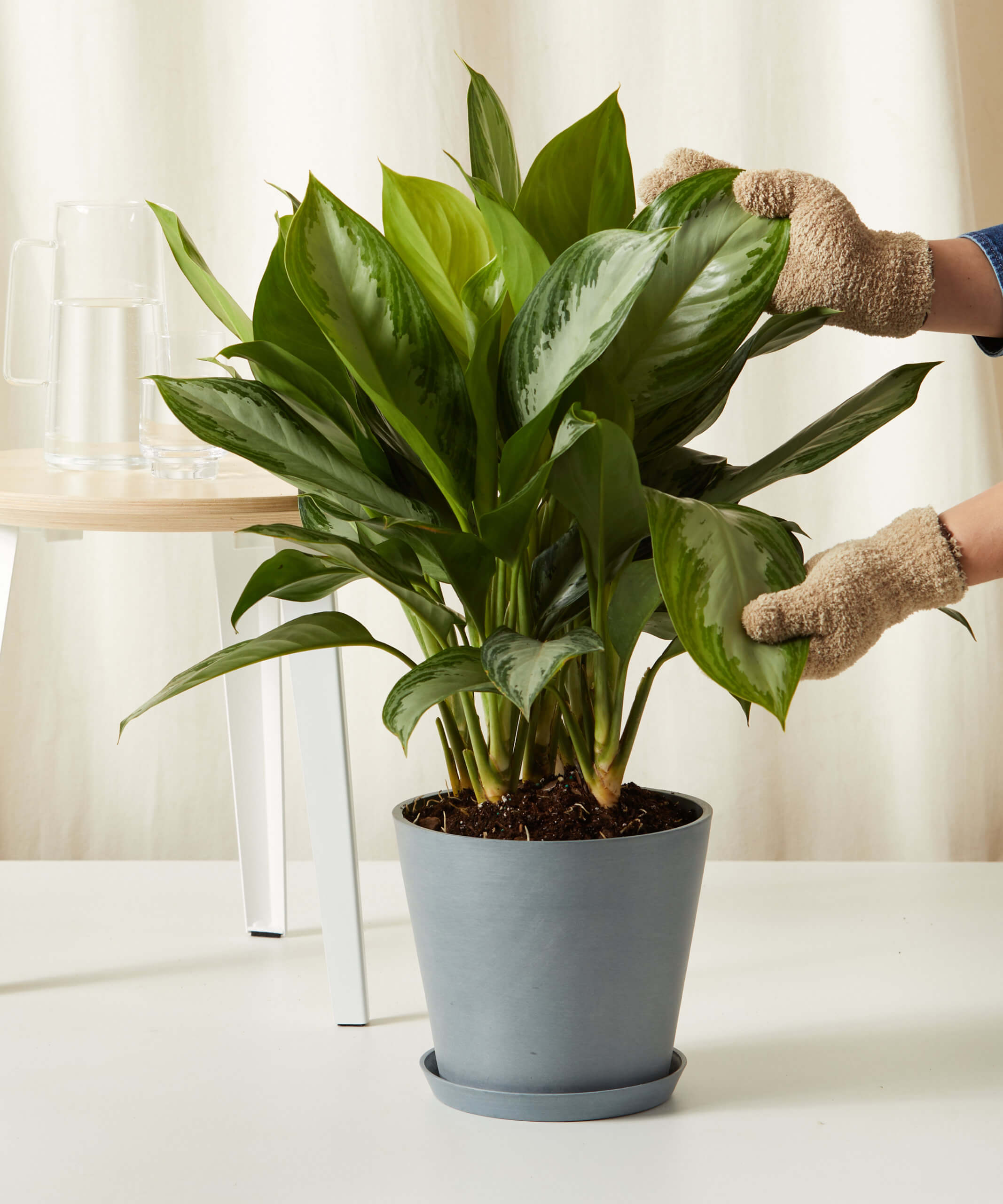 bloomscape_aglaonema-silver-bay_large_care-product