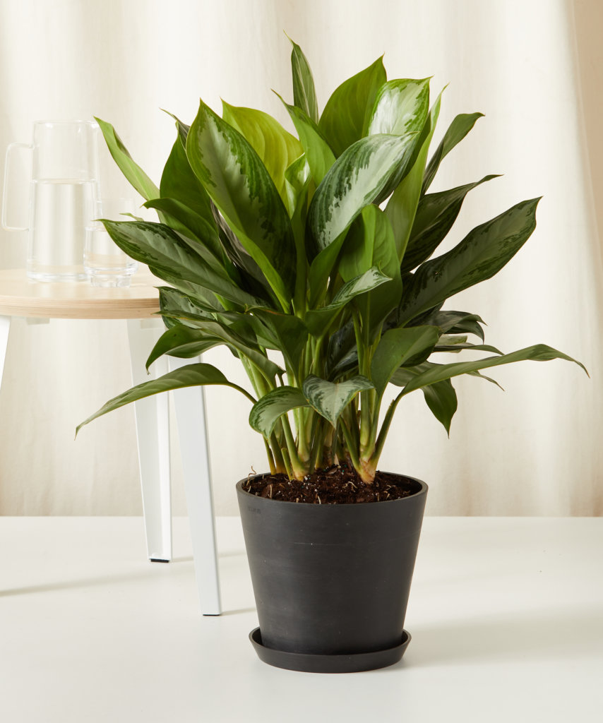 GIANT Indoor Plants - XL, XXL, Tree-Size | Bloomscape