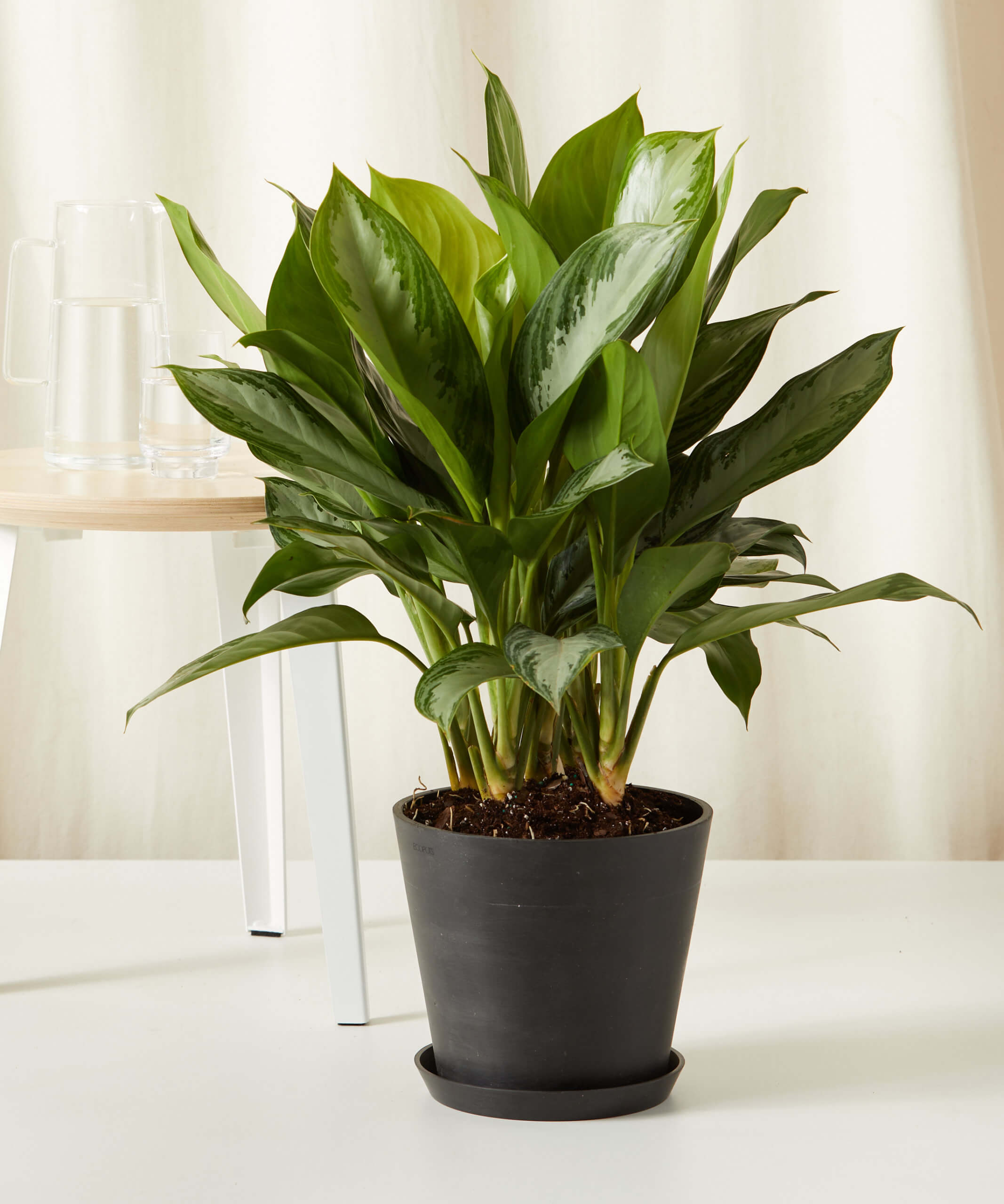bloomscape_aglaonema-silver-bay_large_charcoal