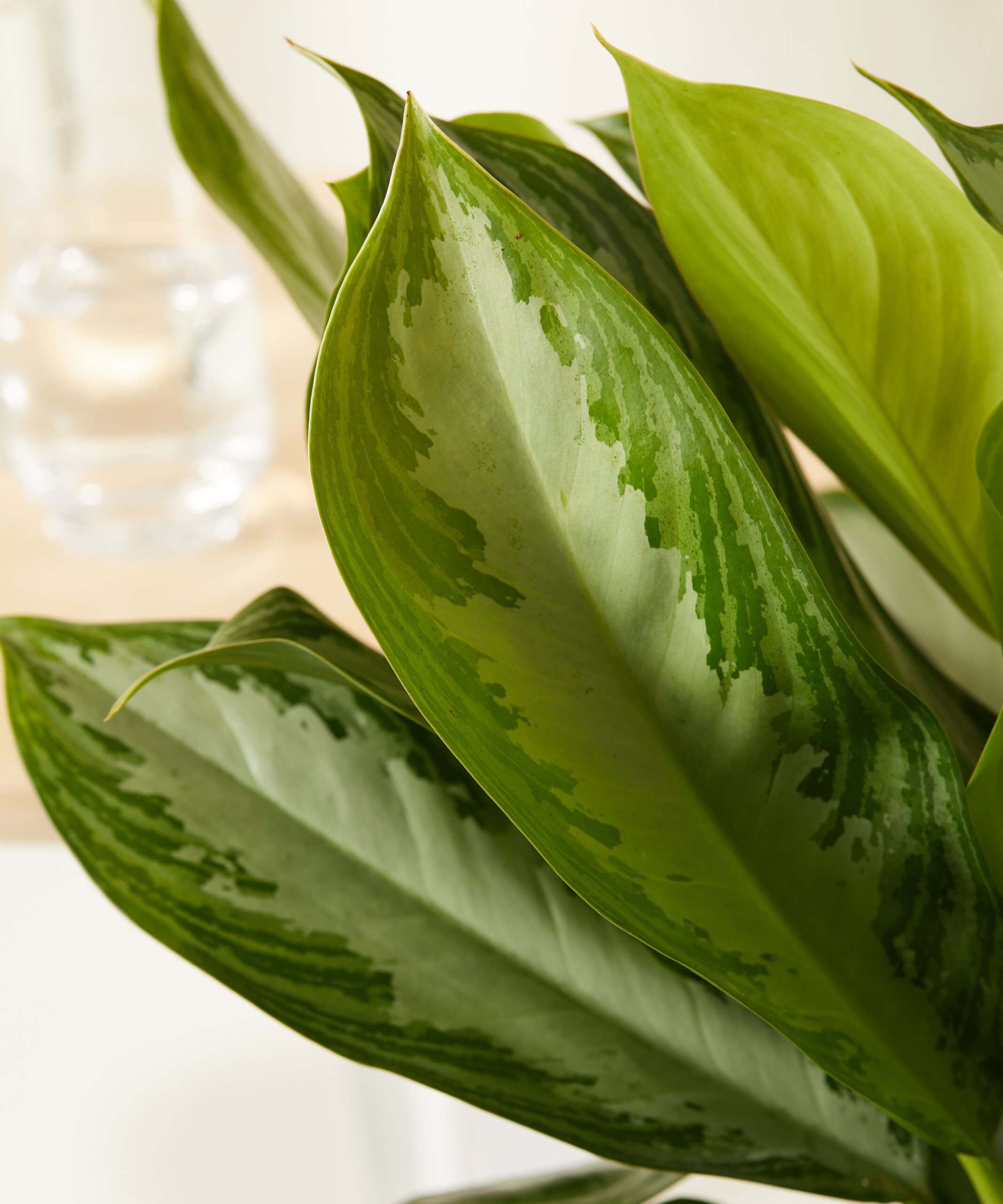 bloomscape_aglaonema-silver-bay_large_detail