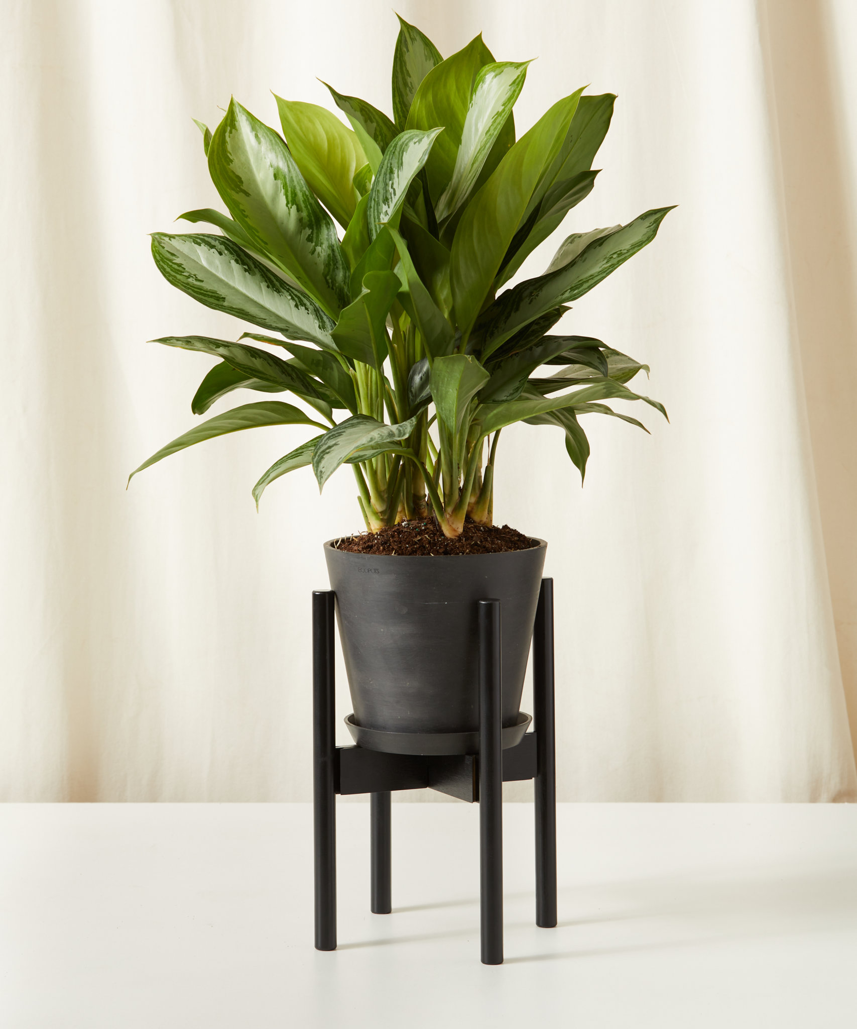 Buy Potted Aglaonema Silver Bay Indoor Plant | Bloomscape