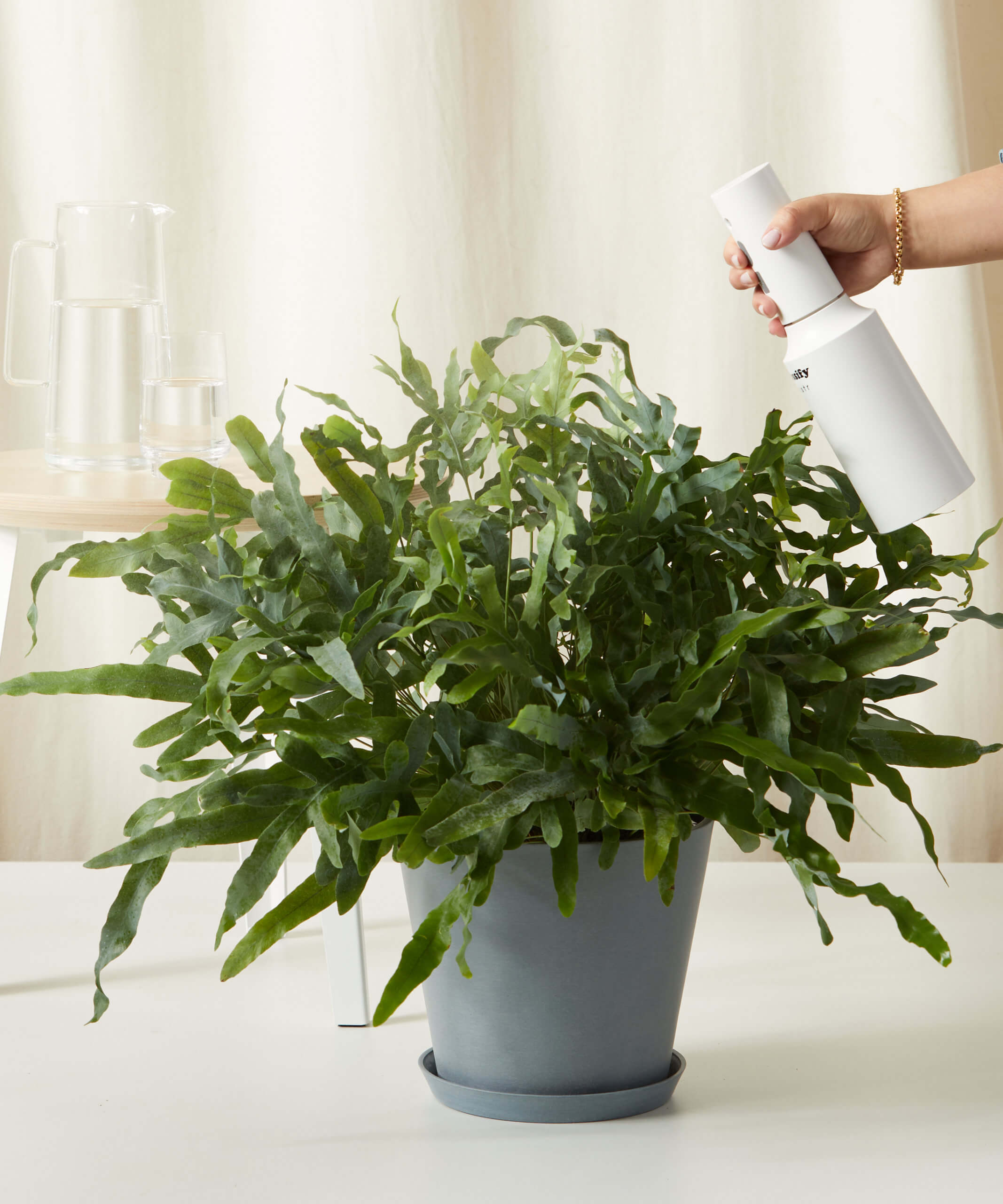 bloomscape_blue-footed-fern_large_care-product