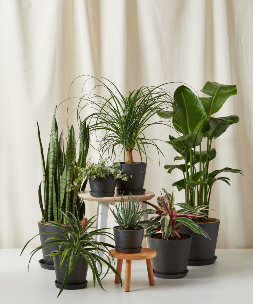 Moving Your Indoor Plants Outside for Summer | Bloomscape