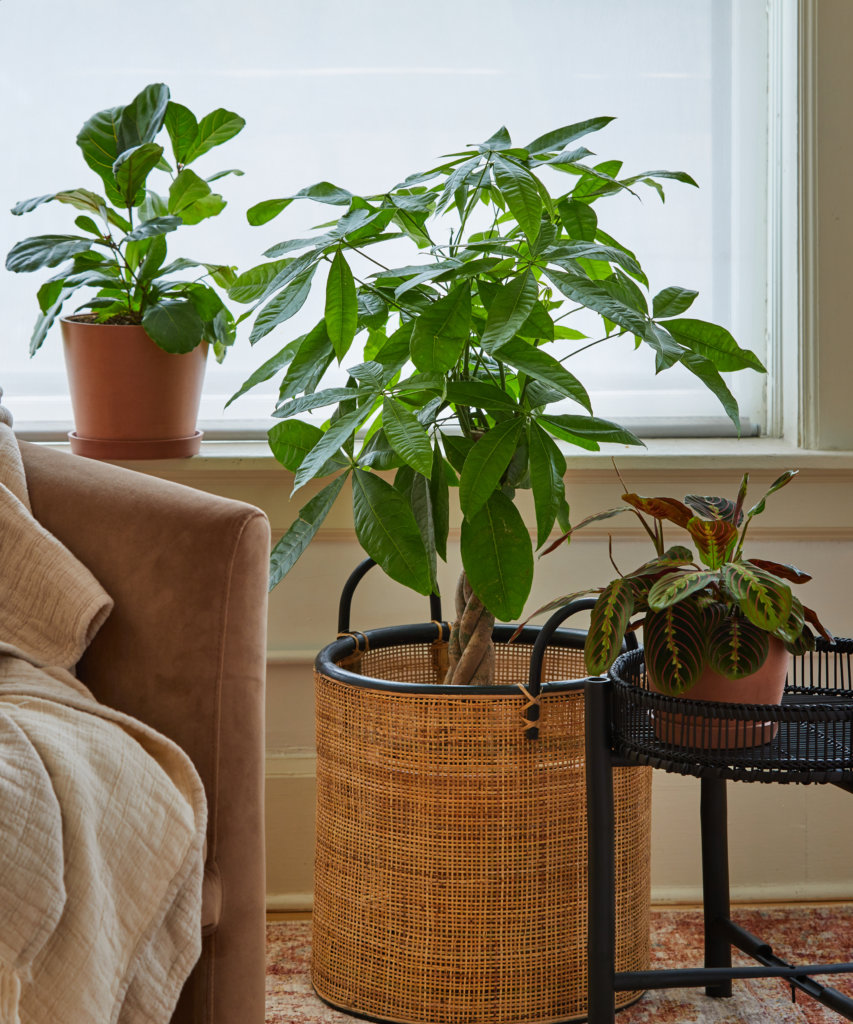 The Best Plants For Any Living Room