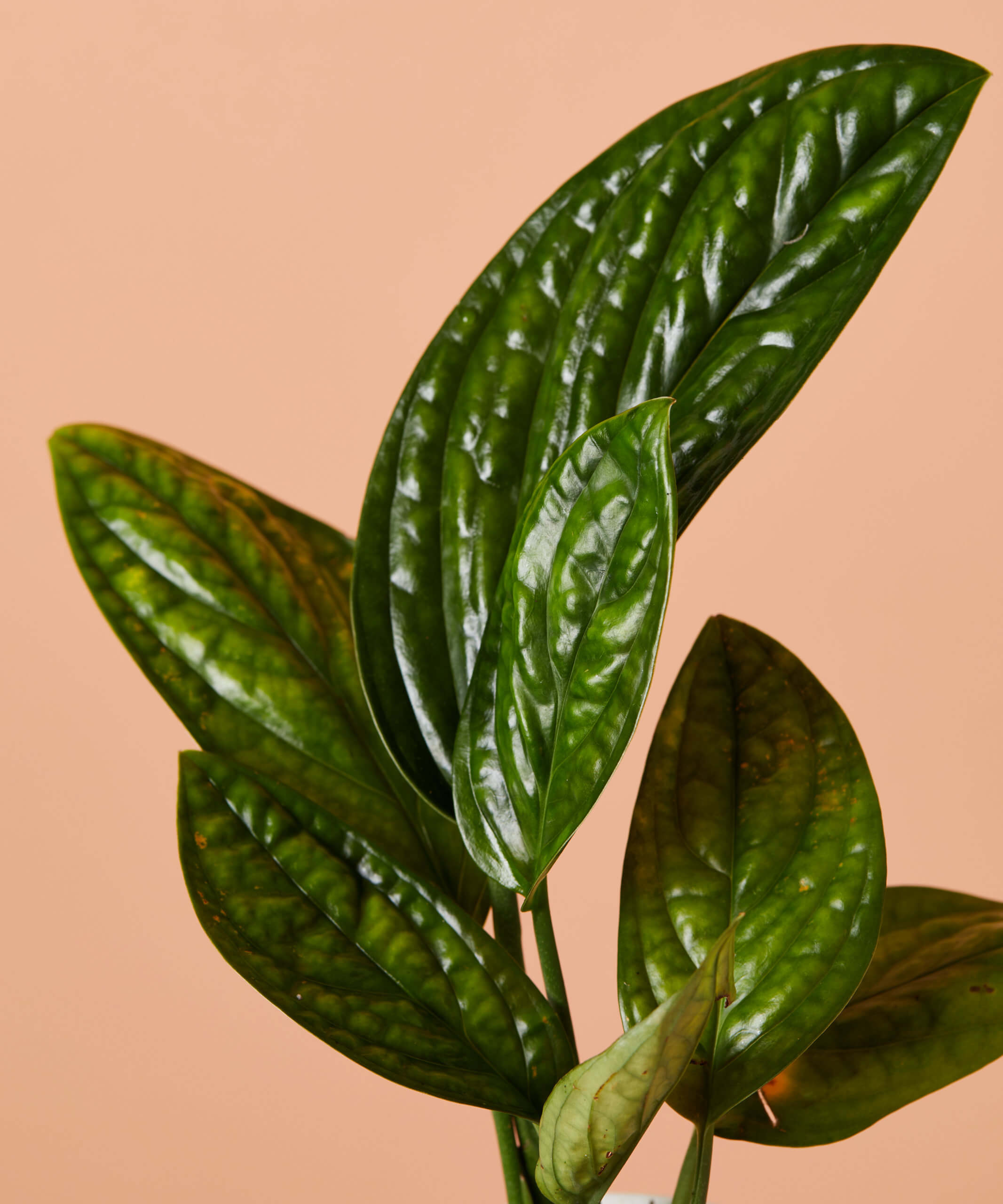 A plant care guide for monstera, pothos, philodendron and more : Life Kit :  NPR