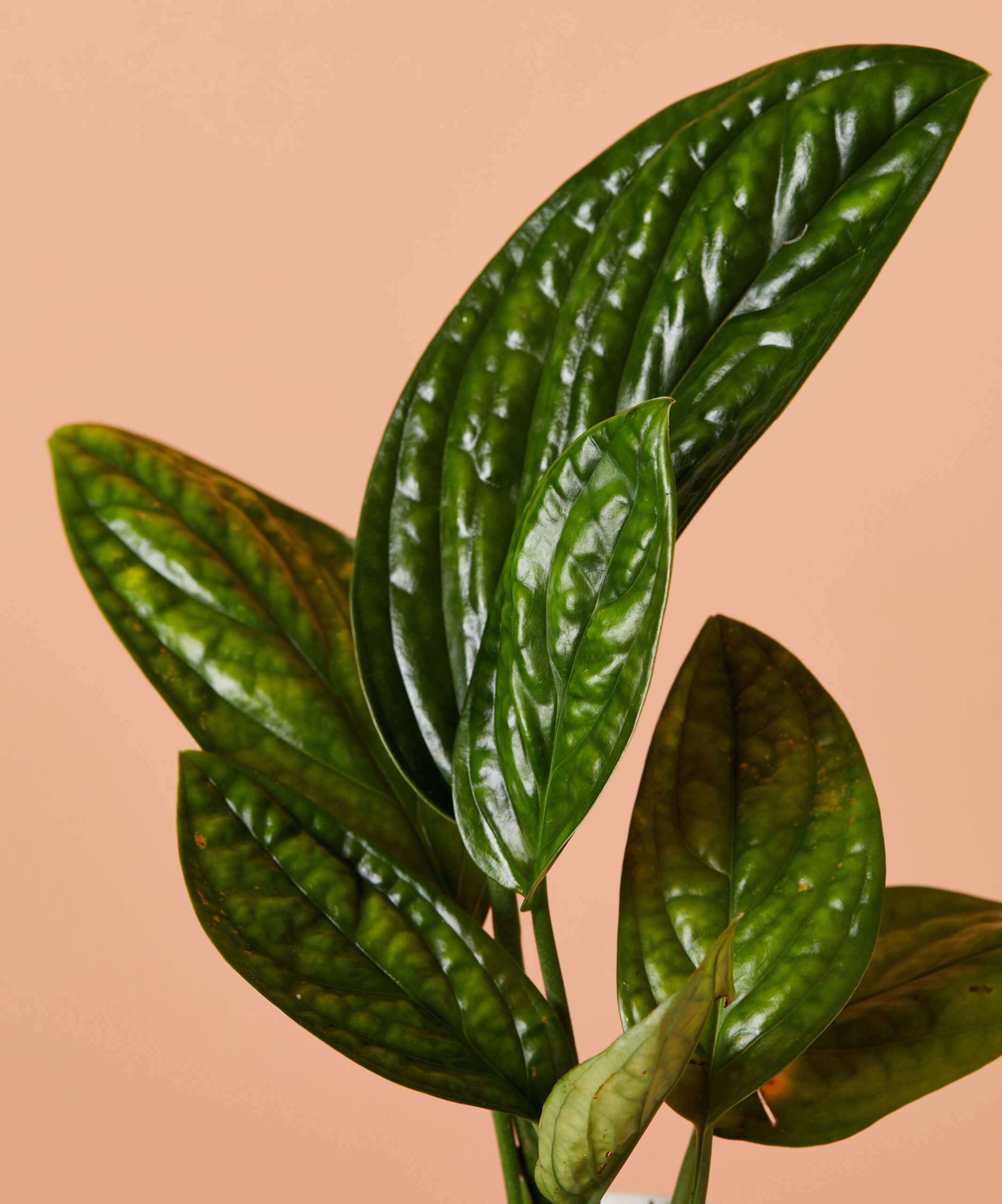 plant image