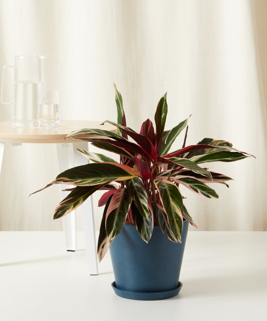 The Best Wedding Gifts Are Green | Bloomscape