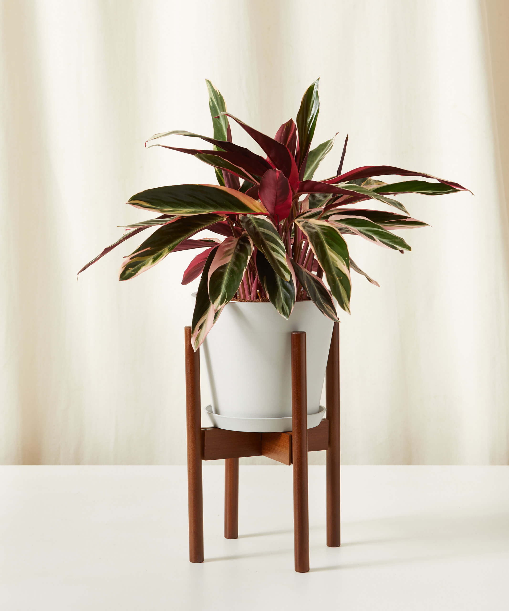 bloomscape_stromanthe_triostar_large_plant-stand
