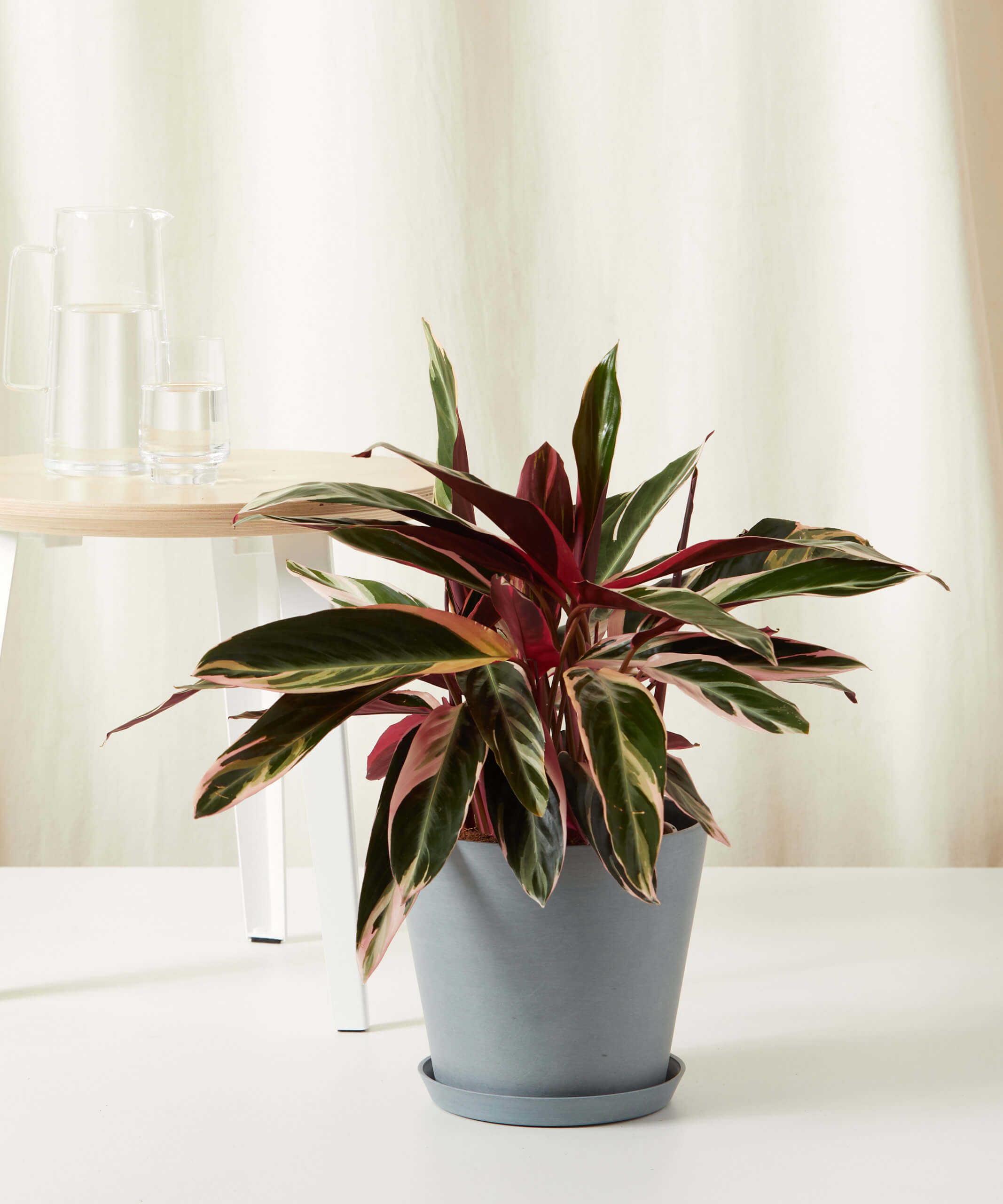 Stromanthe Triostar - Thumbnail 3