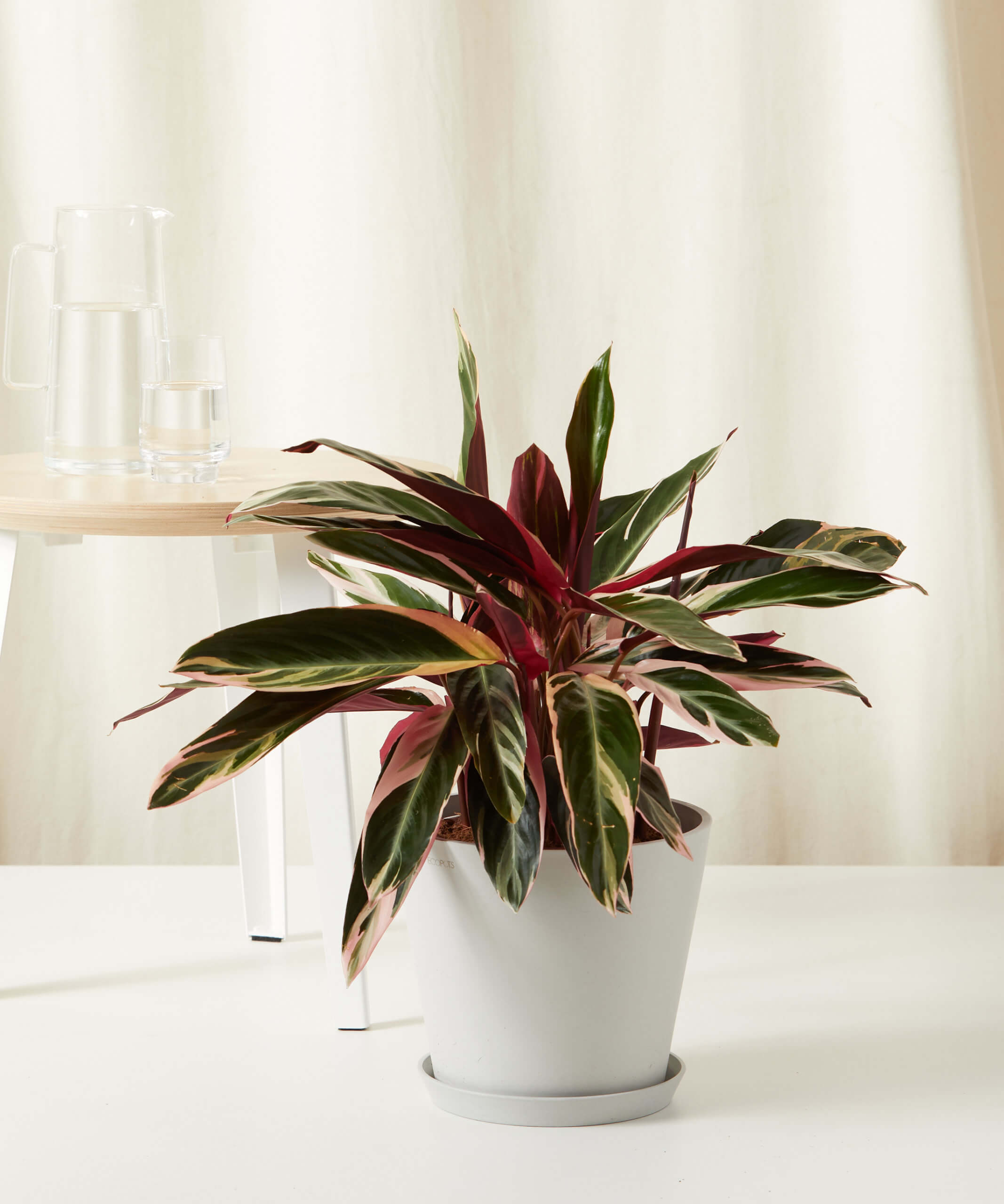 bloomscape_stromanthe_triostar_large_stone