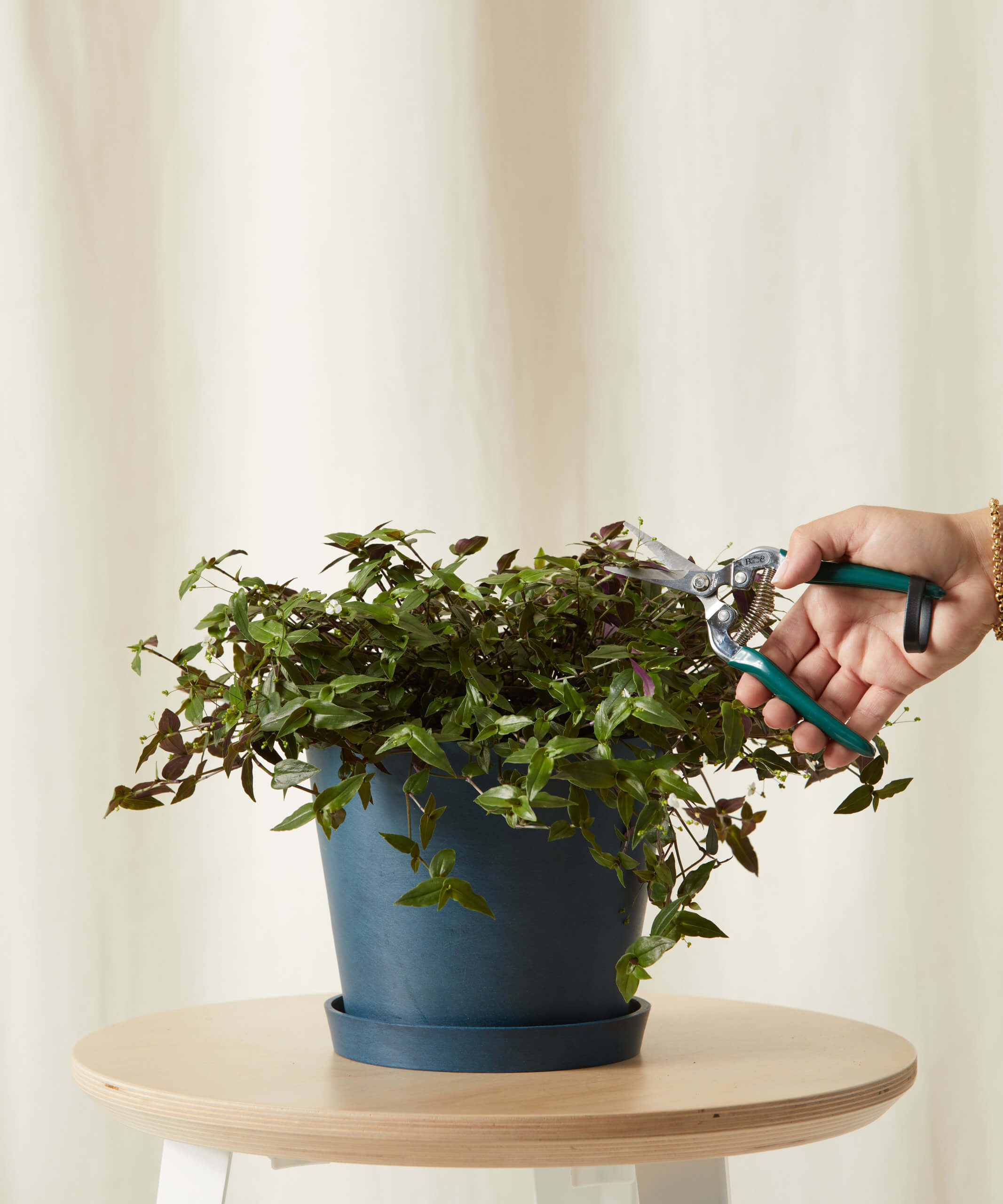 Buy Potted Tahitian Bridal Veil Indoor Plant Bloomscape Buy Potted Tahitian Bridal Veil Indoor Plant Bloomscape