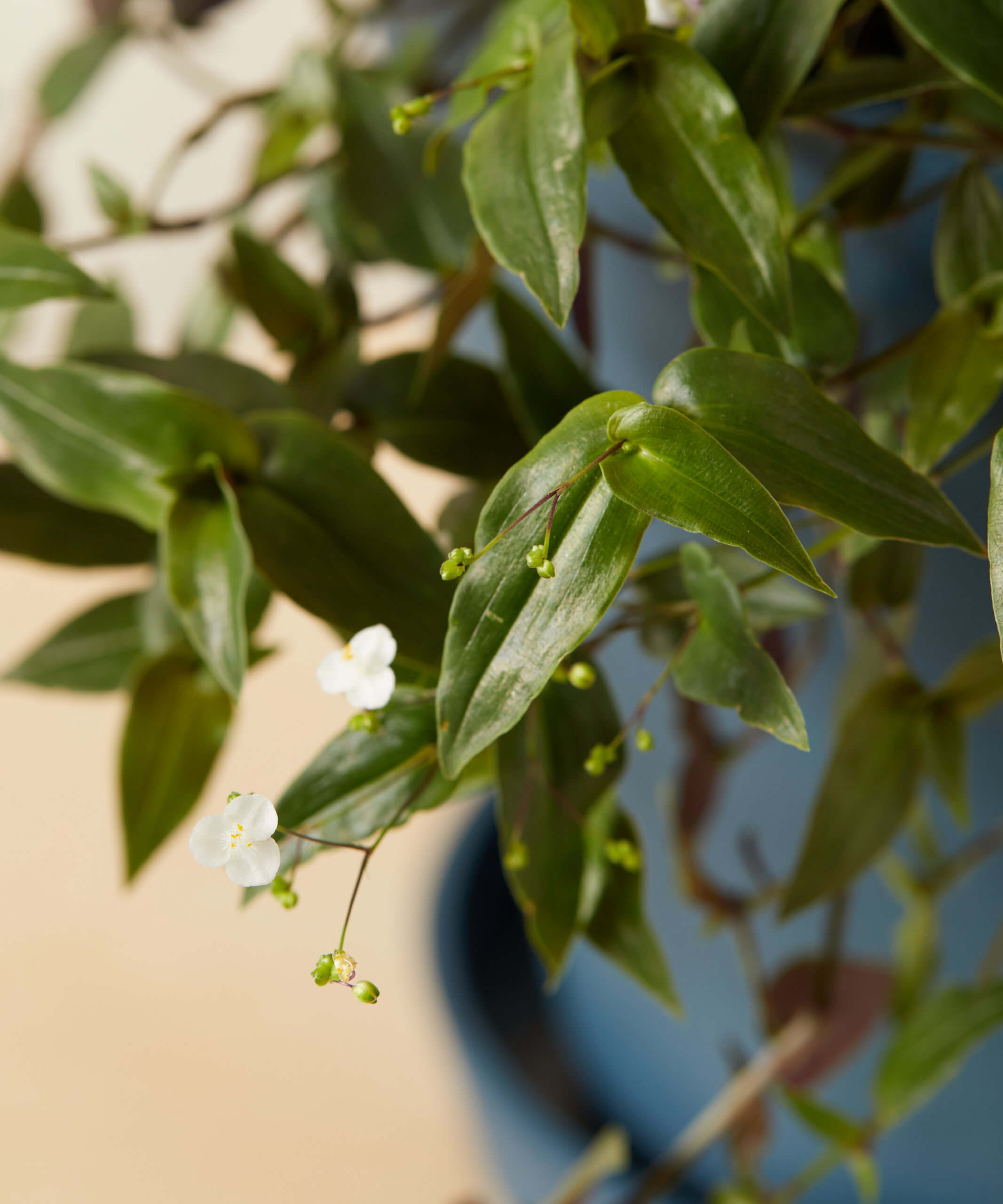 Buy Potted Tahitian Bridal Veil Indoor Plant Bloomscape Buy Potted Tahitian Bridal Veil Indoor Plant Bloomscape