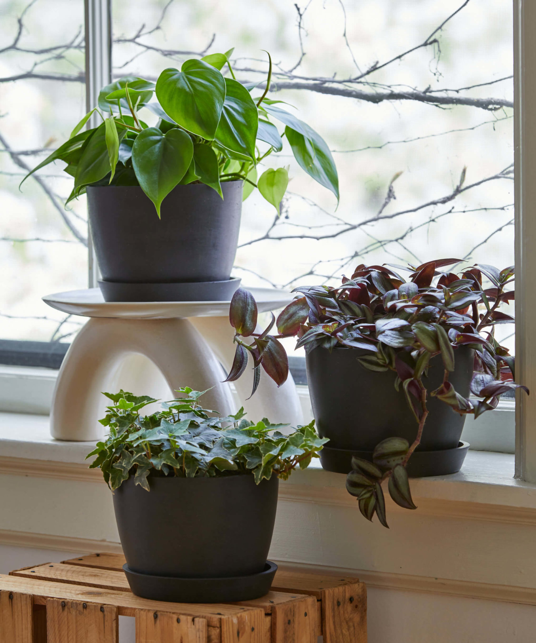 Buy Potted Philodendron Heartleaf, Indoor Houseplant Bloomscape