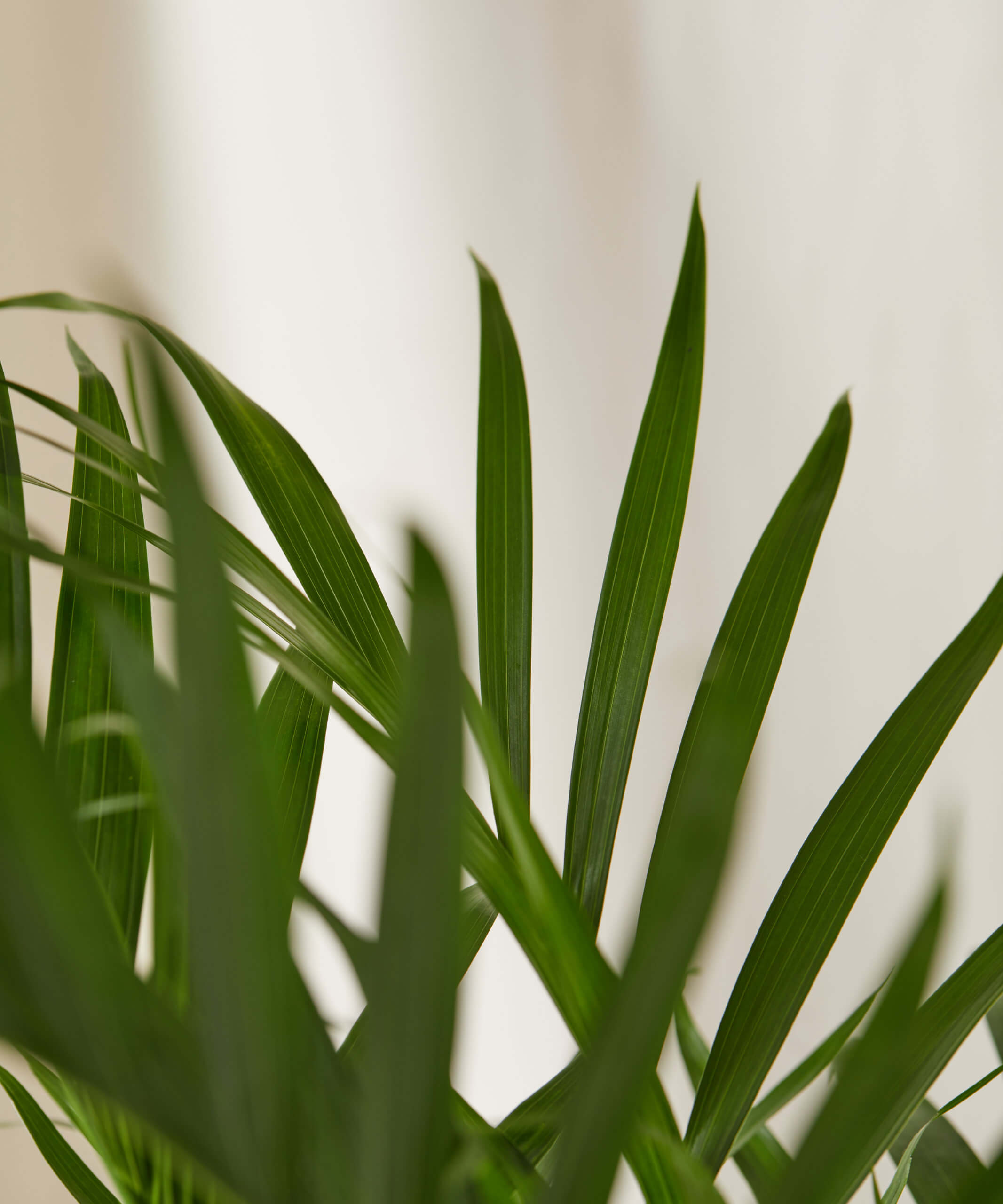 Buy Cat Palm Indoor Plant