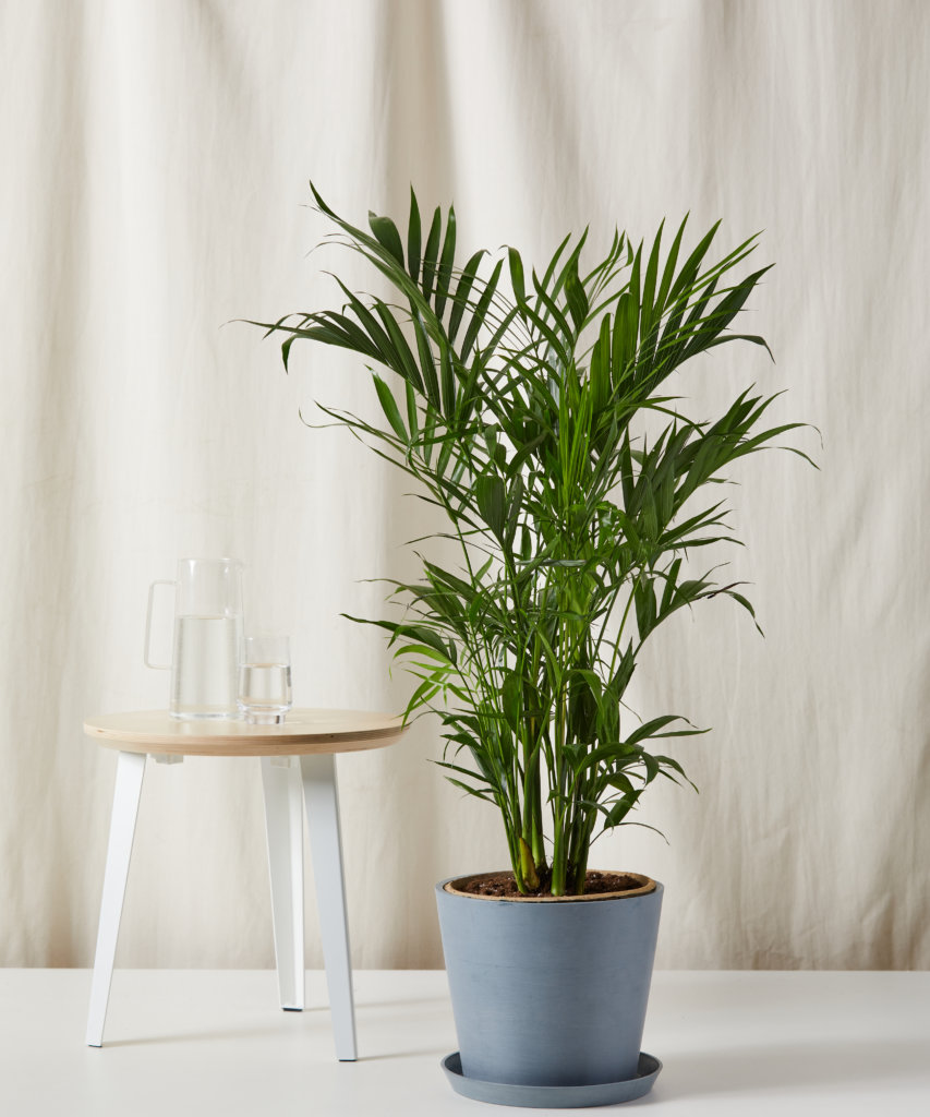 Cat Palm with feathery fronds