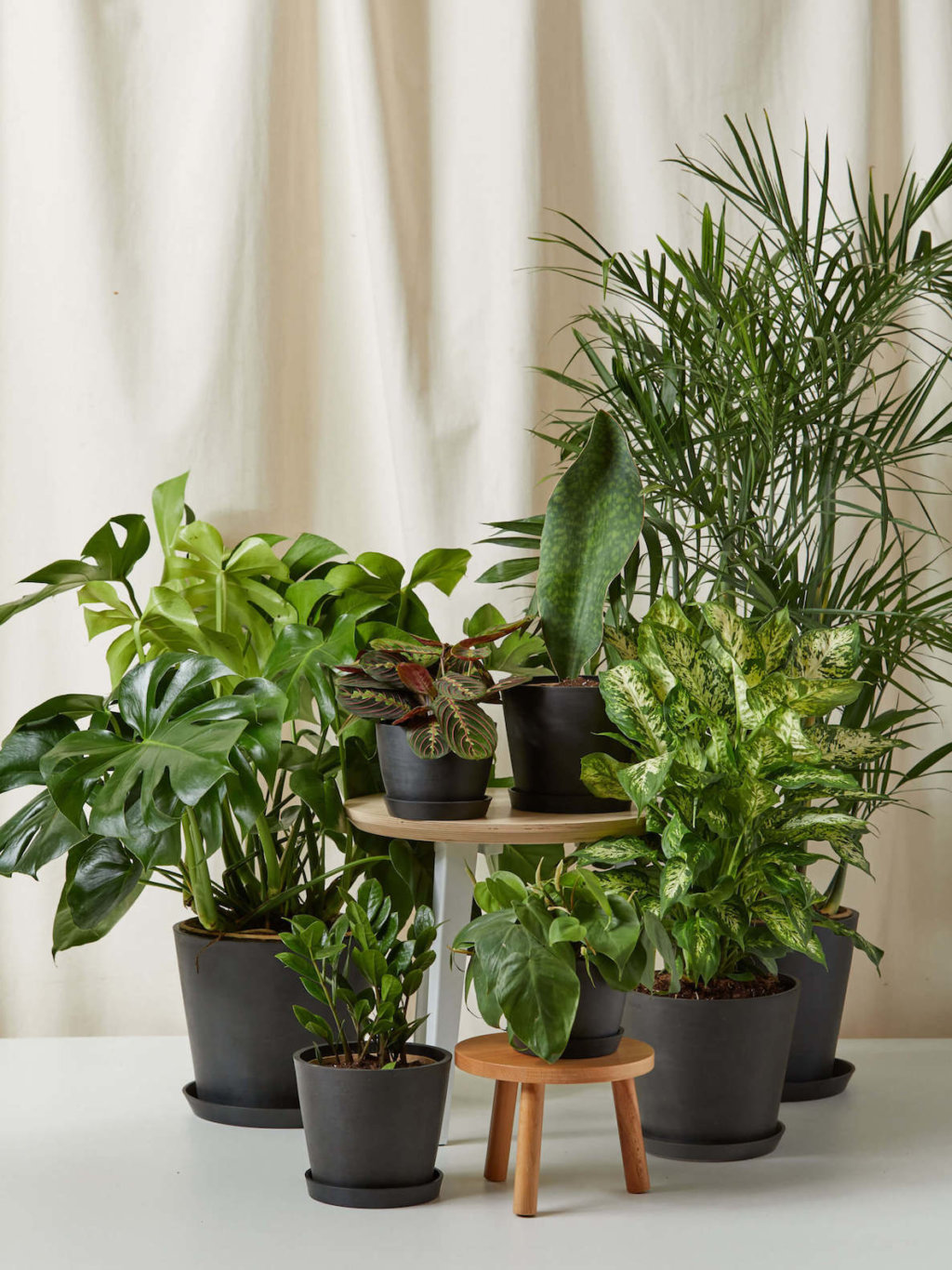 Potted Indoor Plant Gifts for Delivery | Bloomscape